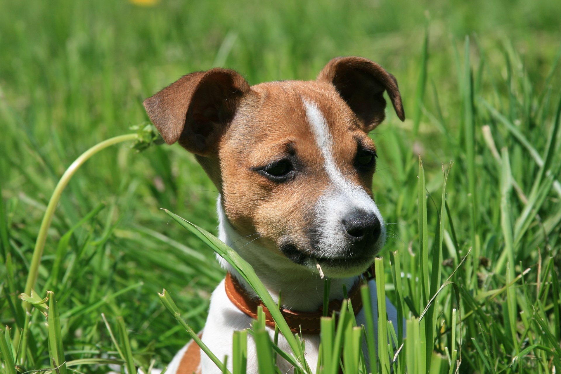 1920x1280 dogs dog jack russell puppy spring nature