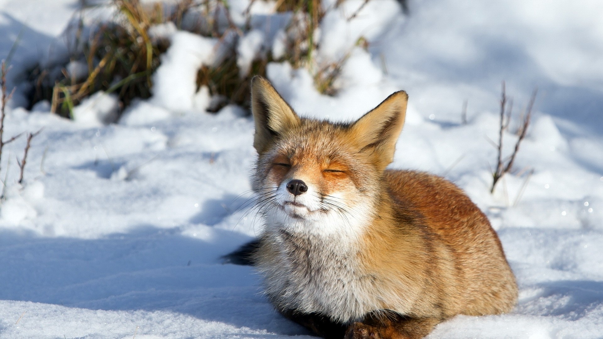 1920x1080 Preview wallpaper fox, snow, winter 