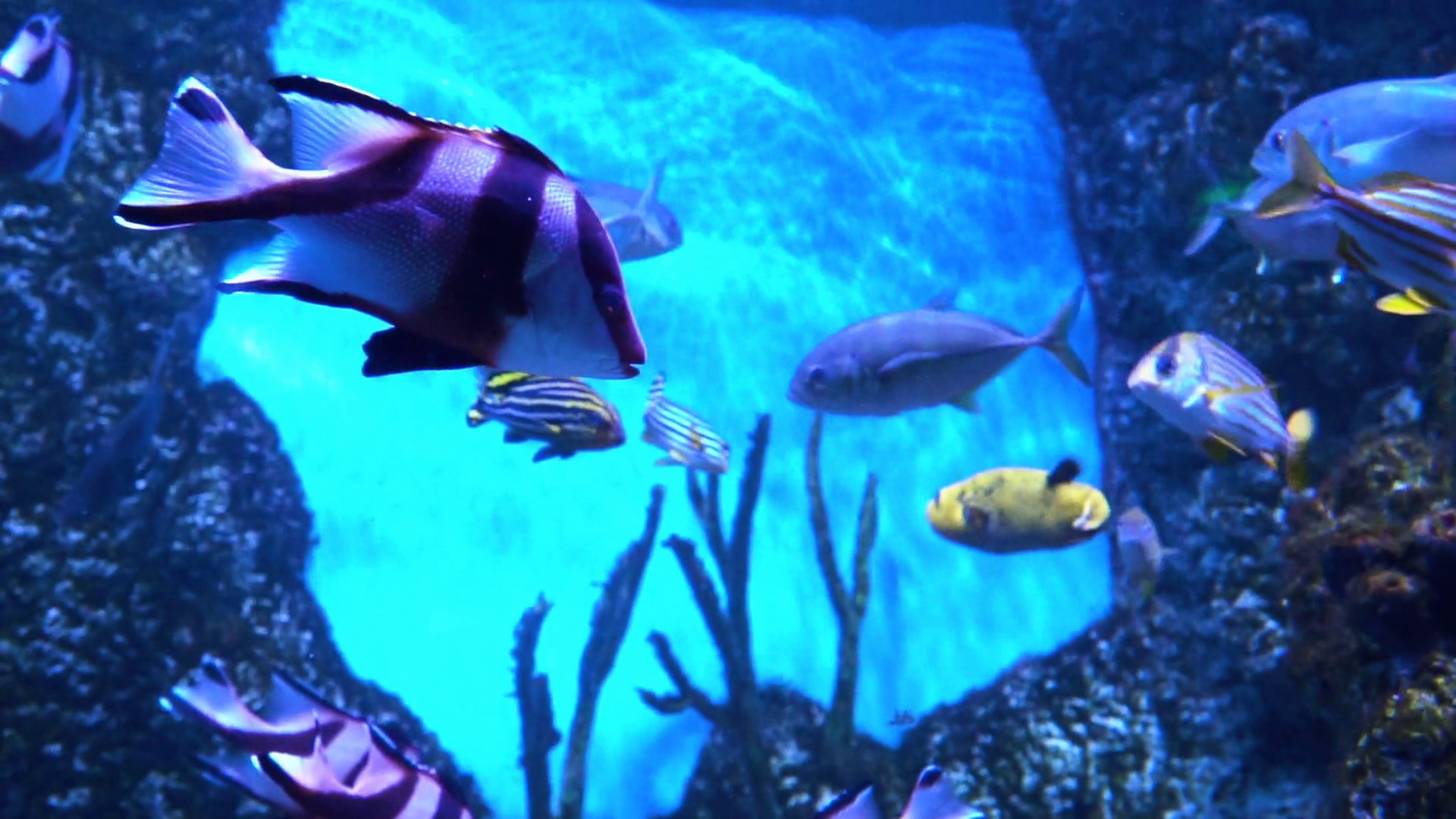 1920x1080 Fish in the aquarium. Many beautiful colorful fish. Slow motion Background
