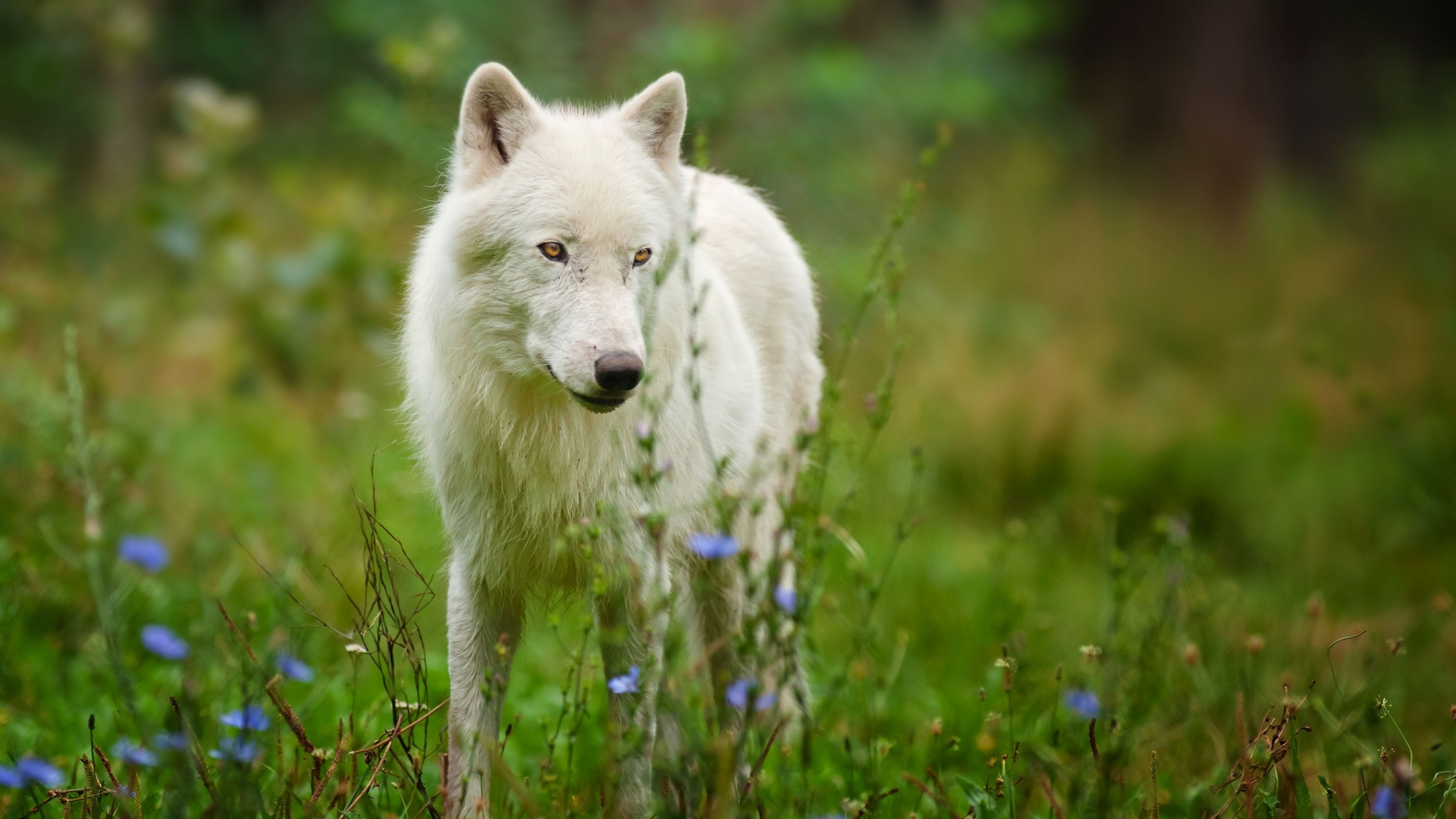 3840x2160  Wallpaper arctic wolf, predator, wolf