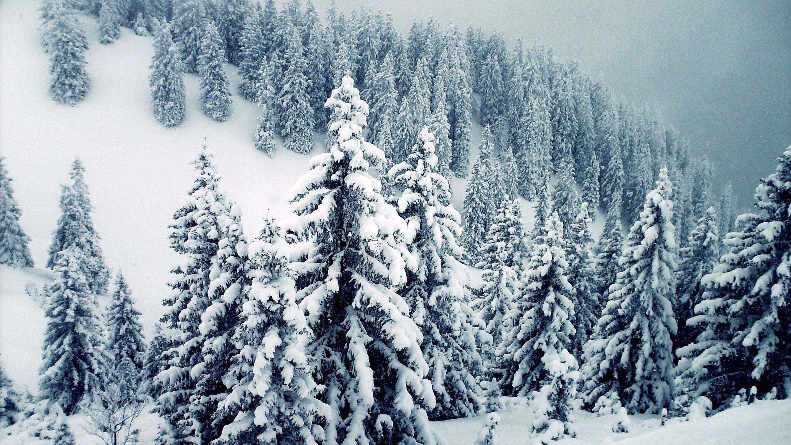 2560x1440 Snow Winter Trees Wallpaper | Wallpaper Download