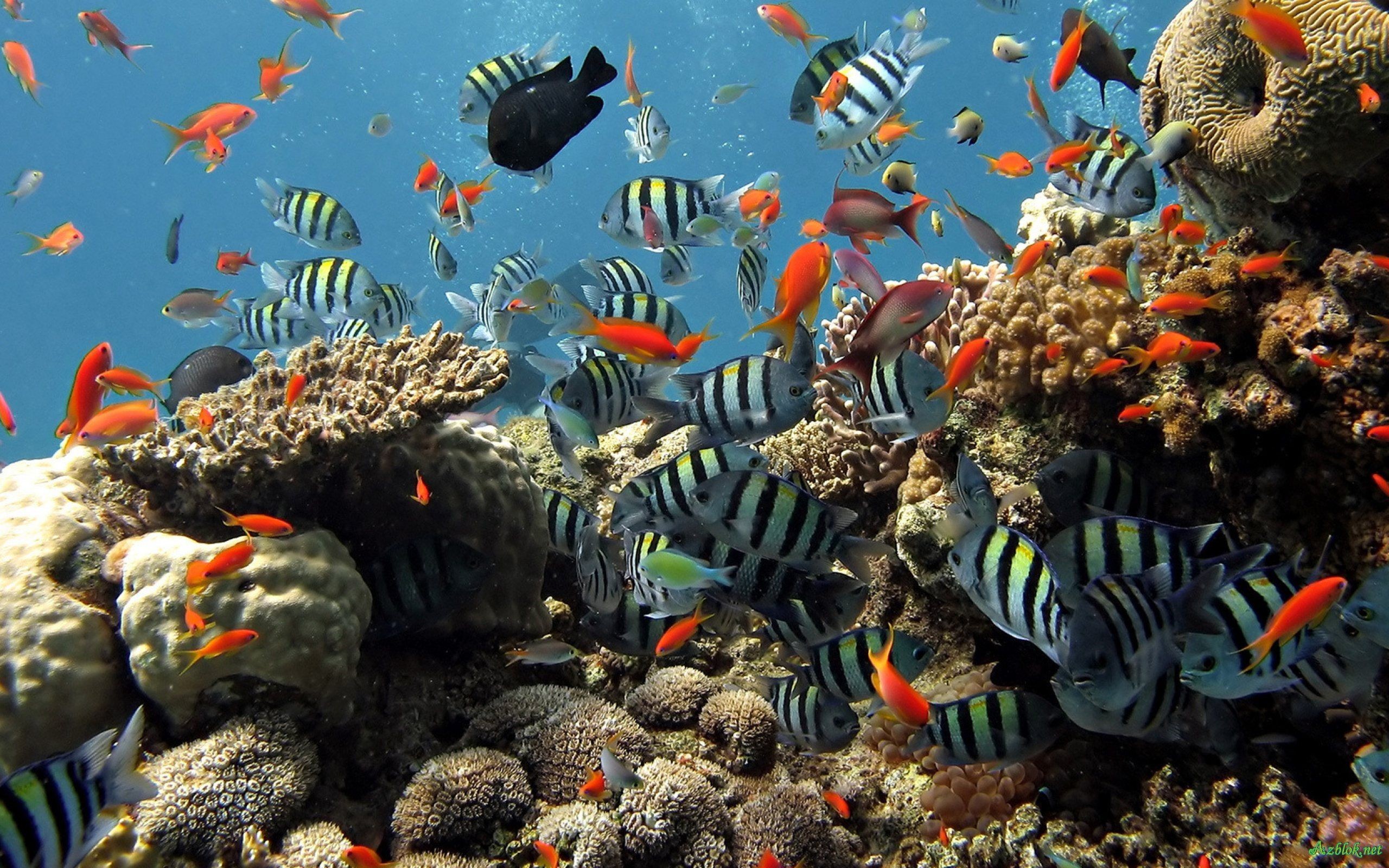 2560x1600 Fish aquarium live hd wallpaper free download 3D