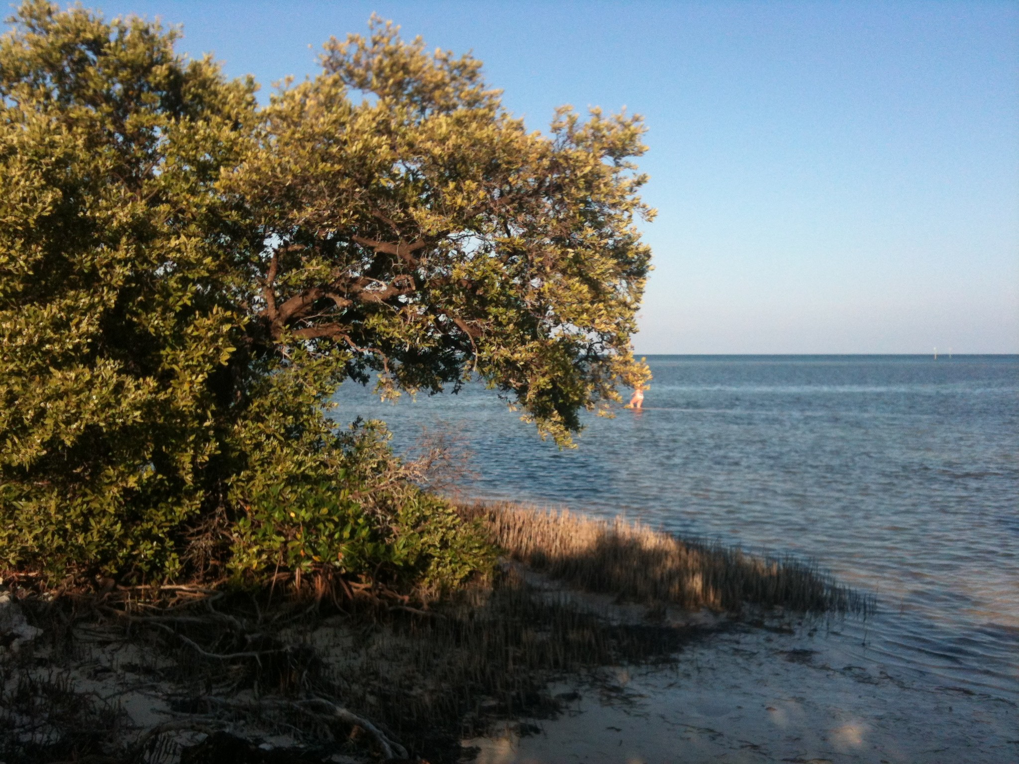2048x1536 Black mangrove (Avicennia germinans) near Islamorada, Florida Keys