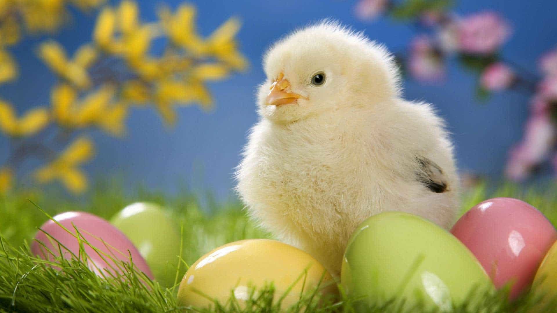1920x1080 Colorful eggs with cute chick Free backgrounds