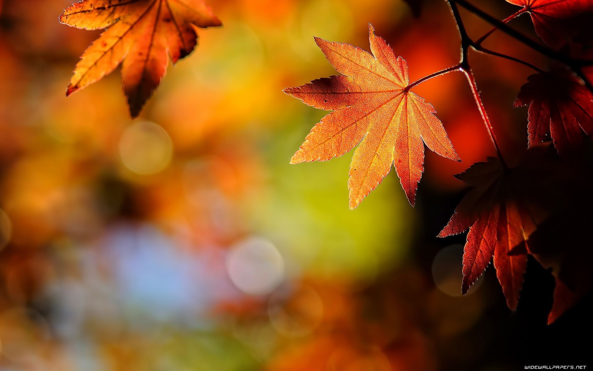 1920x1200 Fall Leaves Wallpaper High Definition