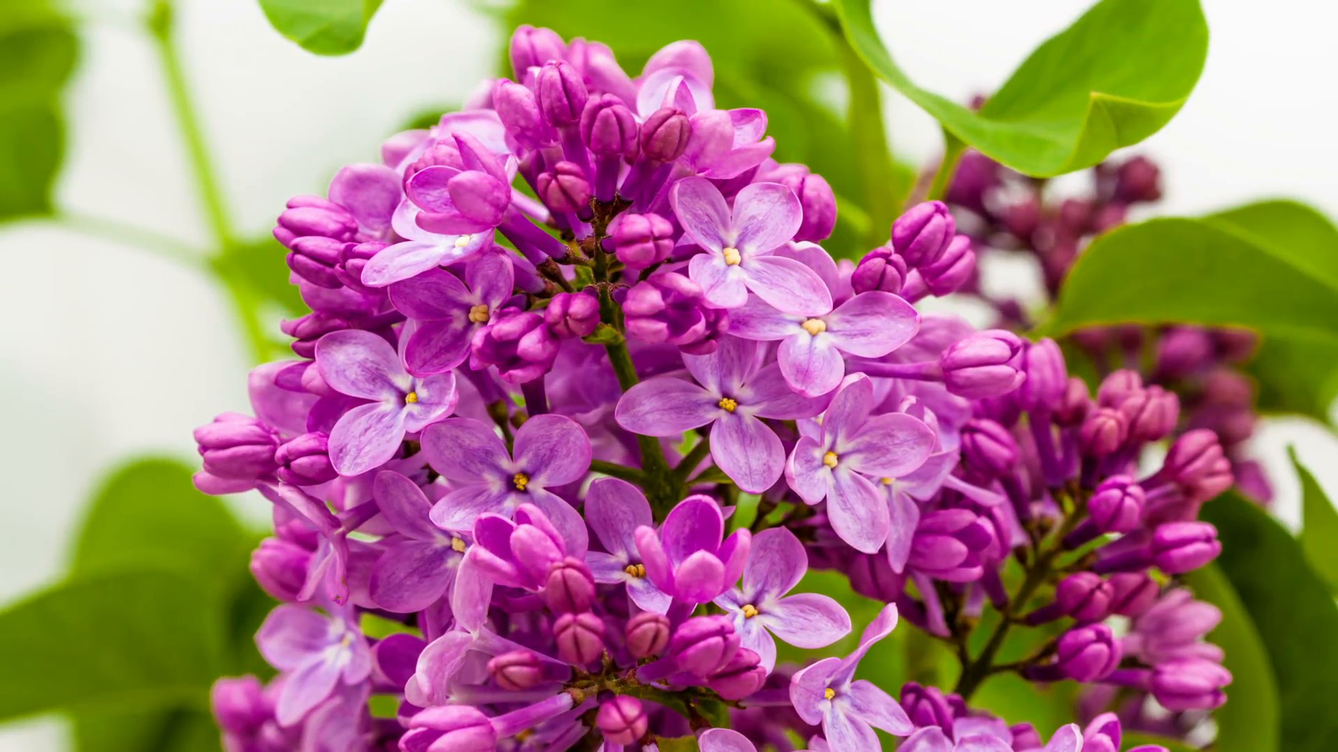 1920x1080 Timelapse of a lilac flower growing on a white background Stock Video  Footage - VideoBlocks