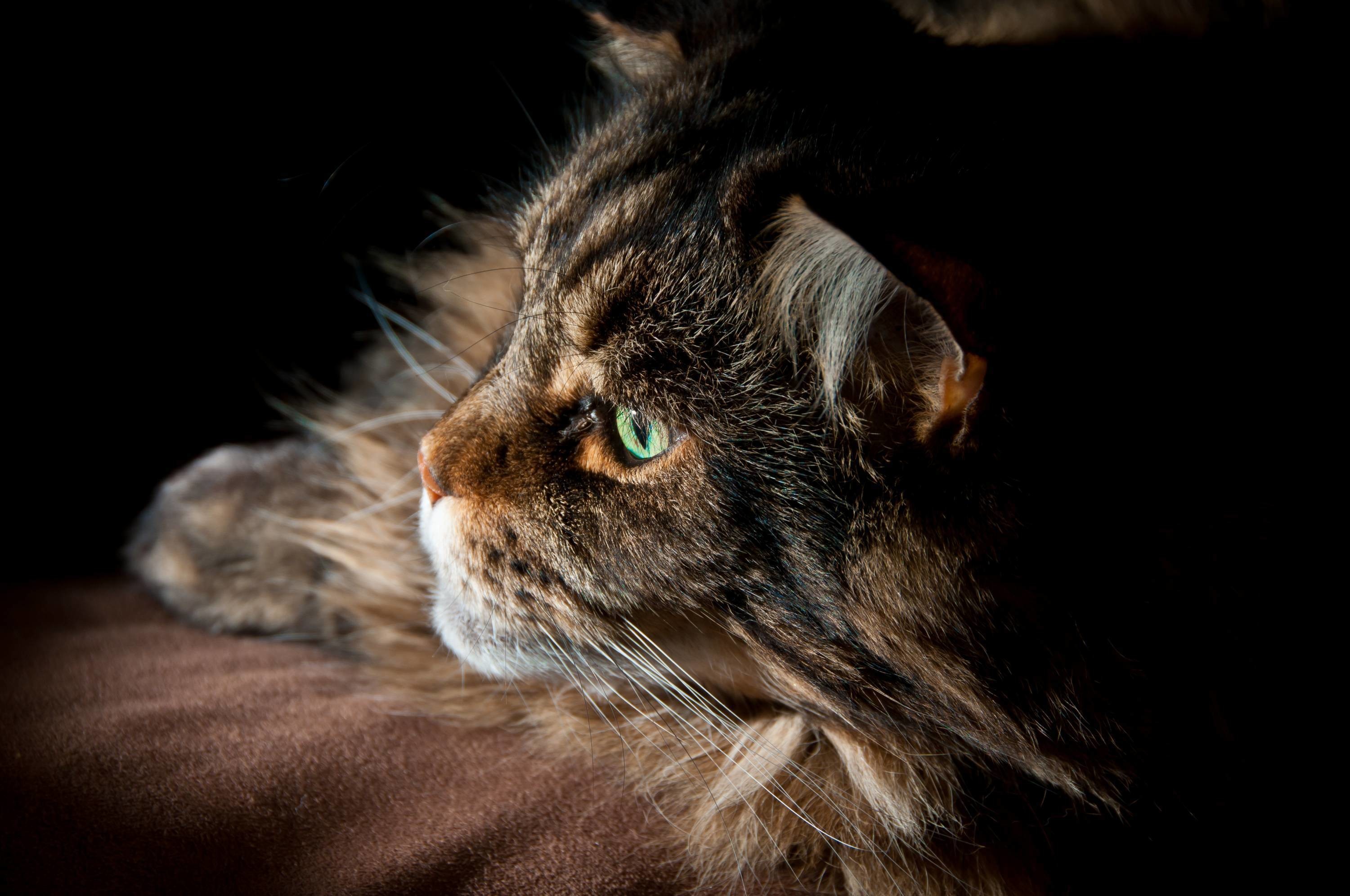 3001x1993 Maine Coon Wallpapers Wallpaper Cave