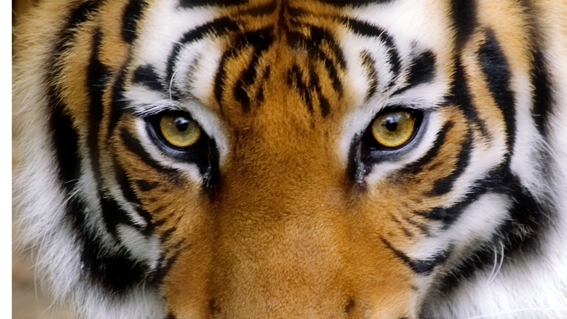 1920x1080 Tiger Eyes Wallpaper