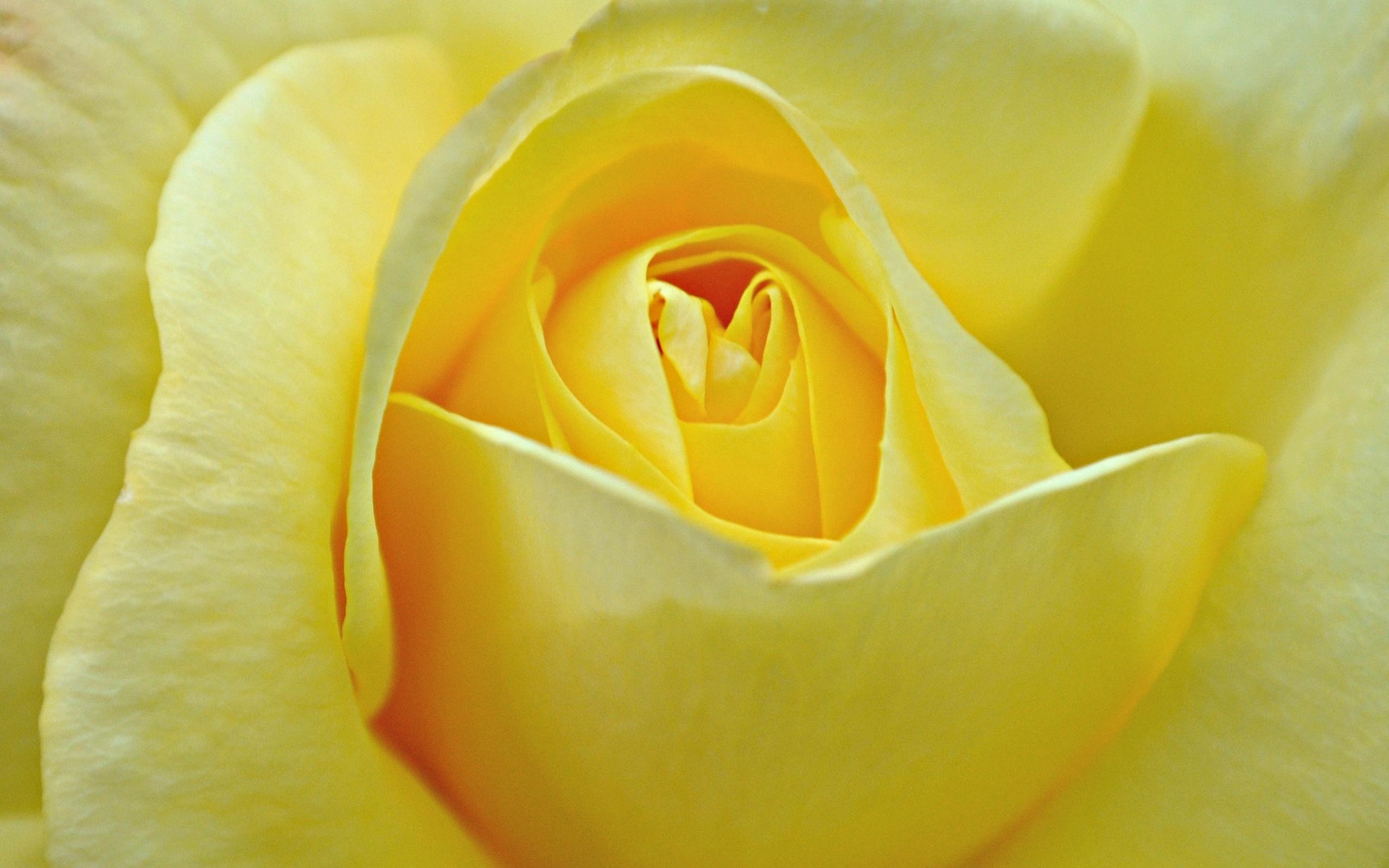 2560x1600 Yellow Rose Flower Close Up.