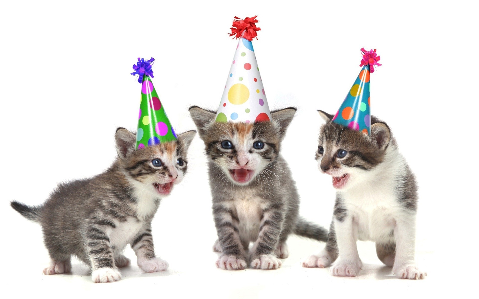1920x1200 Funny-cats-wish-you-happy-birthday