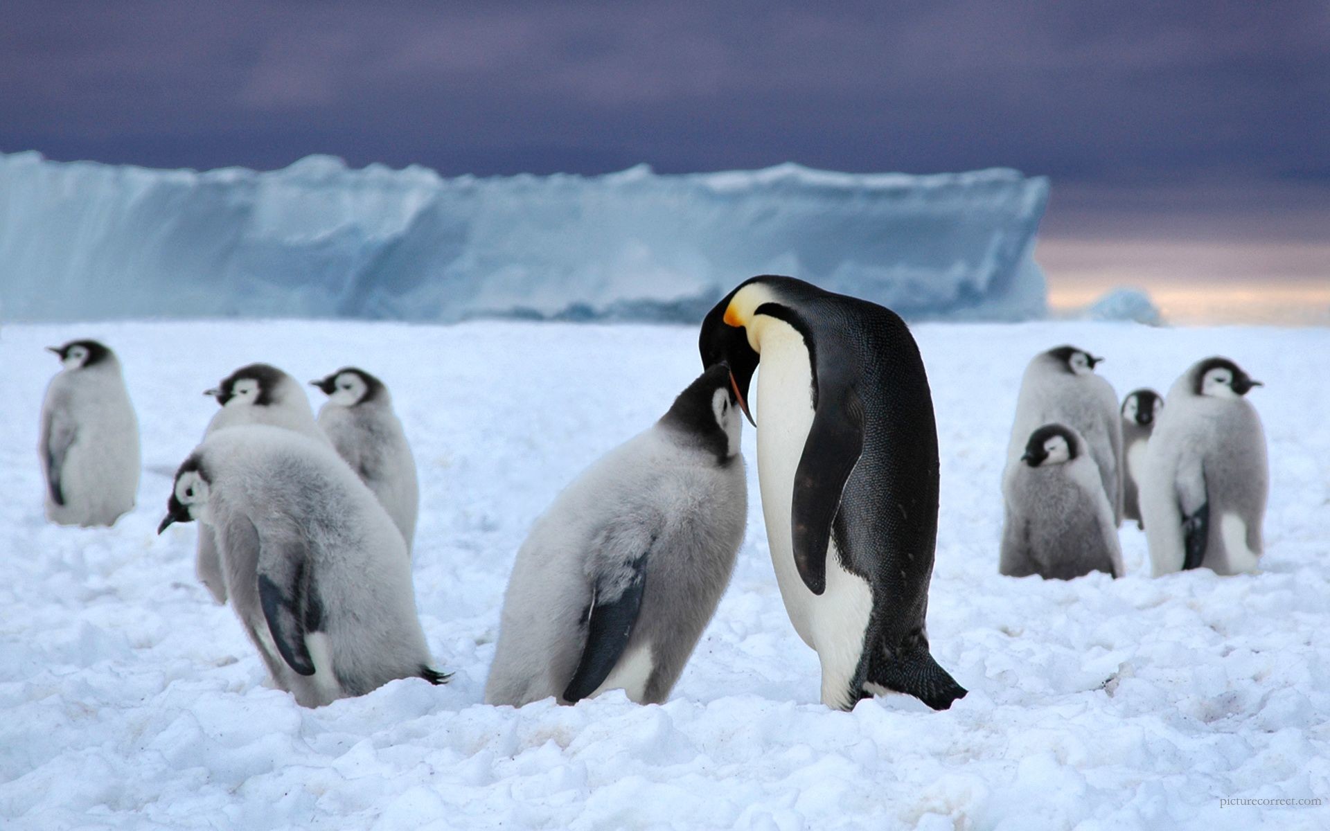 1920x1200 Cute Winter Penguin Background