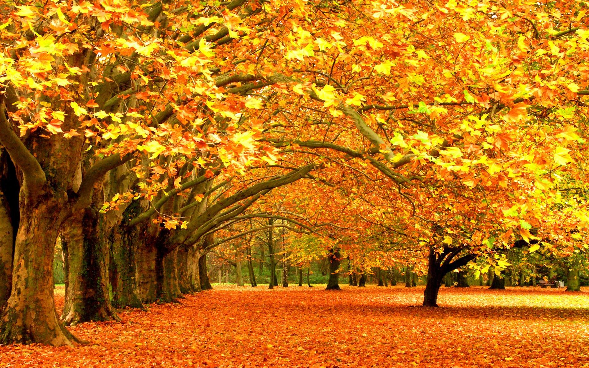 1920x1200 ... Autumn Trees Wallpapers