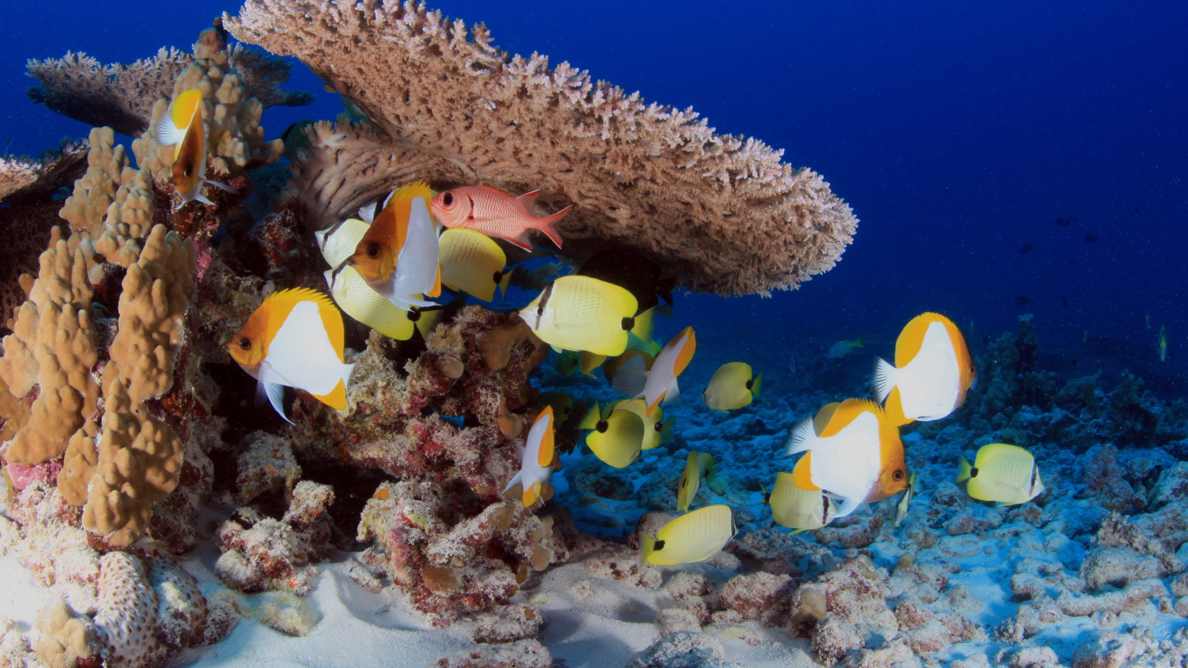 3840x2160 Coral Reefs Underwater School Fishes Blue Ocean Reef Fish Yellow Wallpaper  Pictures Hd Elegant Awesome French