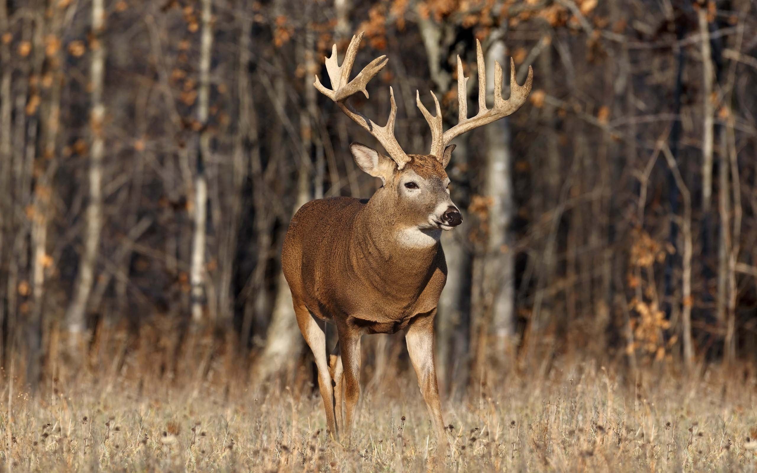 2560x1600 wallpaper.wiki-Full-HD-Deer-Hunting-Wallpapers-PIC-
