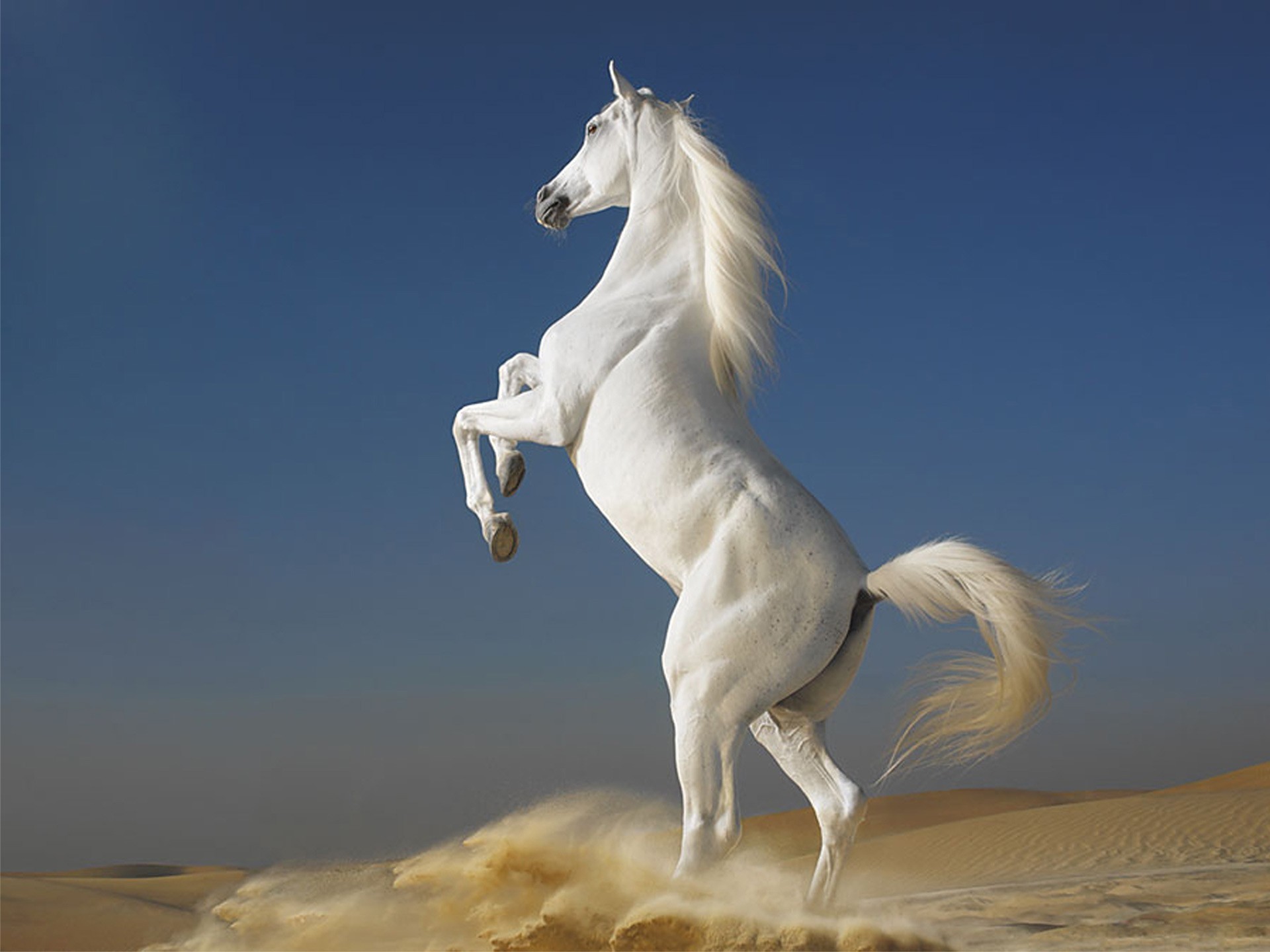 1920x1440  White Horse HD Animal Wallpaper