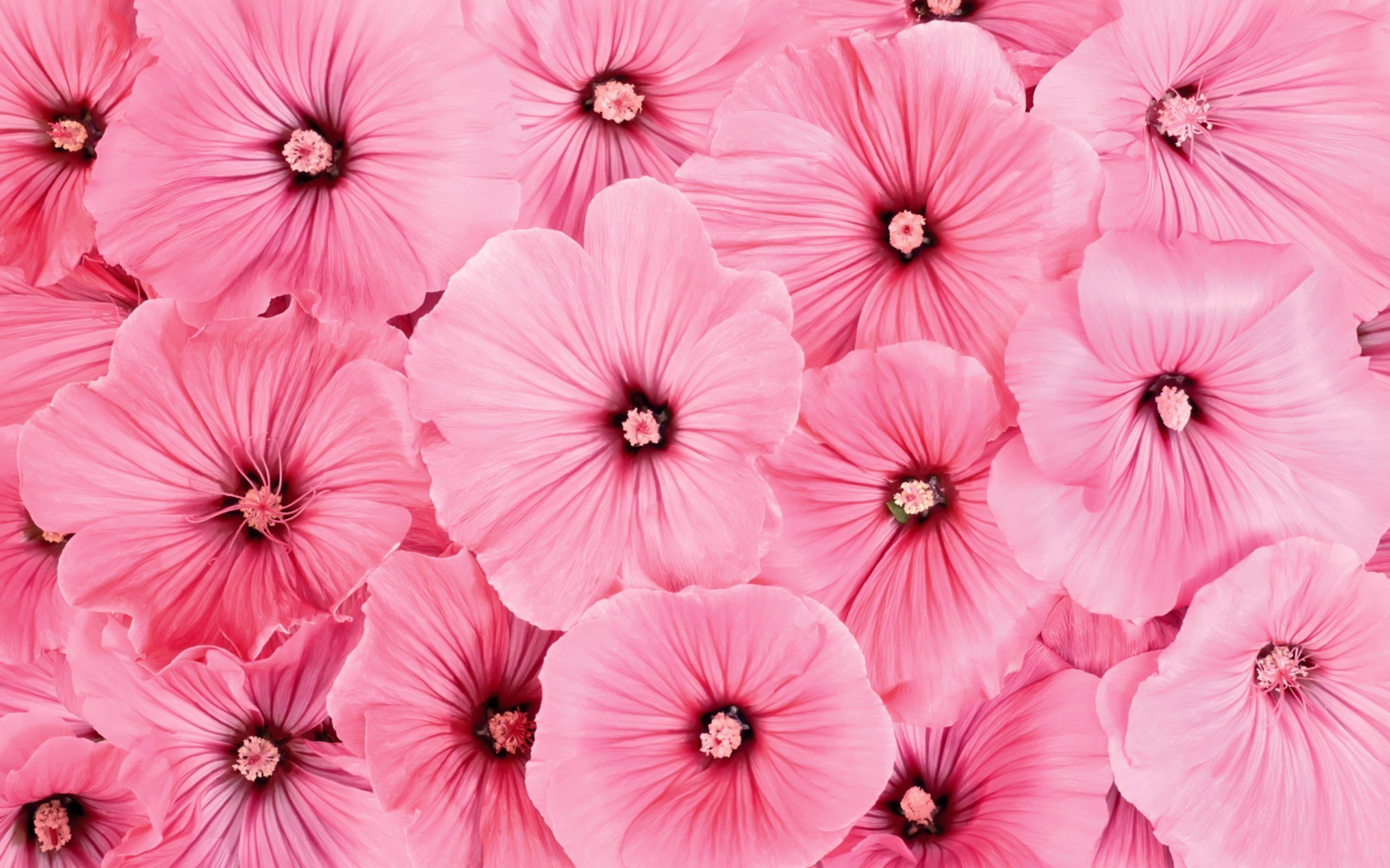 2560x1600 Pink Flowers Wallpaper.