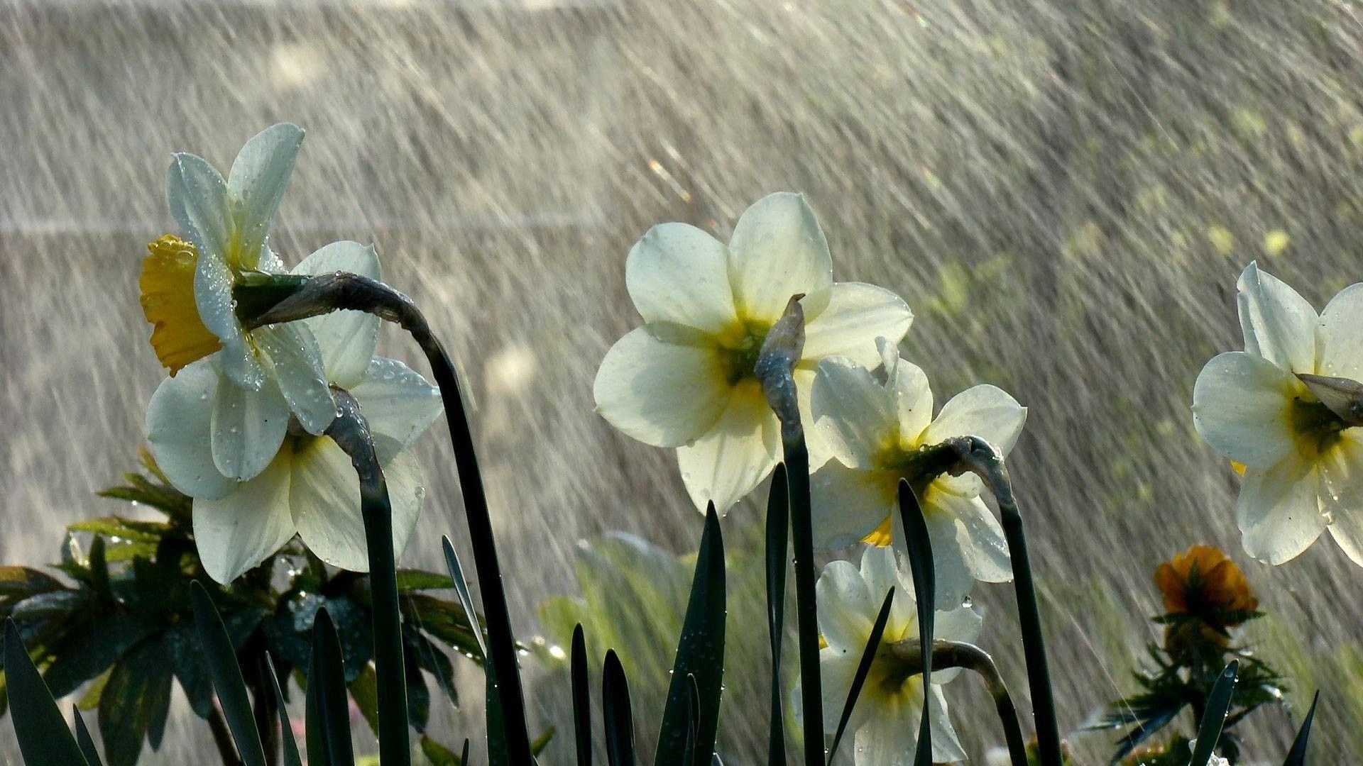 1920x1080 Beautiful Rain on Flower Wallpaper