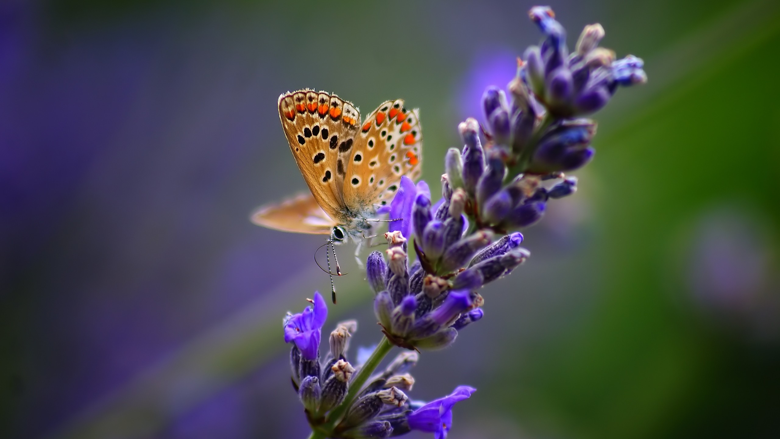 2560x1440 Preview wallpaper butterfly, flower, bright, background 