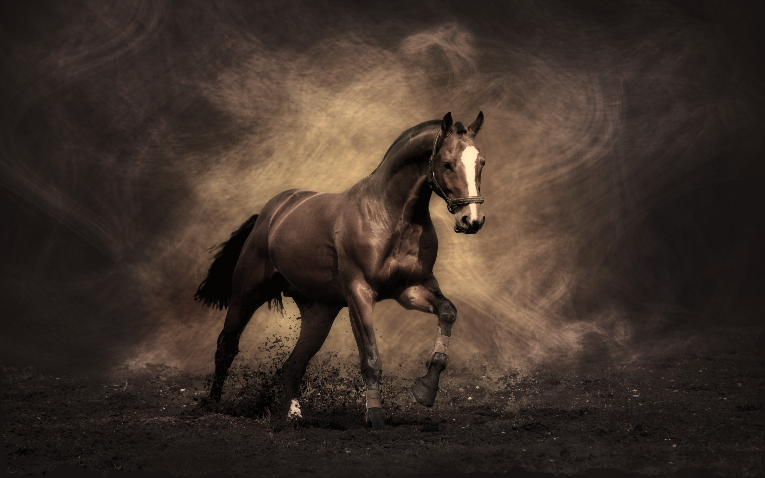 2560x1600 ... Free Wallpaper Downloads | Free Wallpaper: A Dark Horse Running .