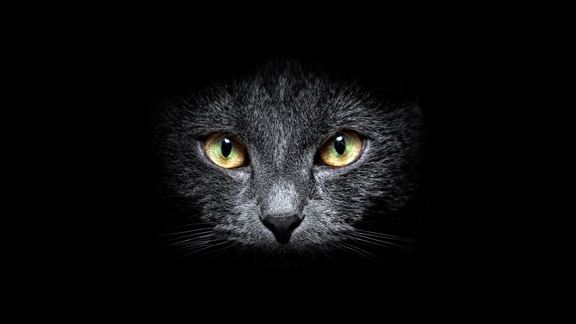 1920x1080 The muzzle of a cat on a black background