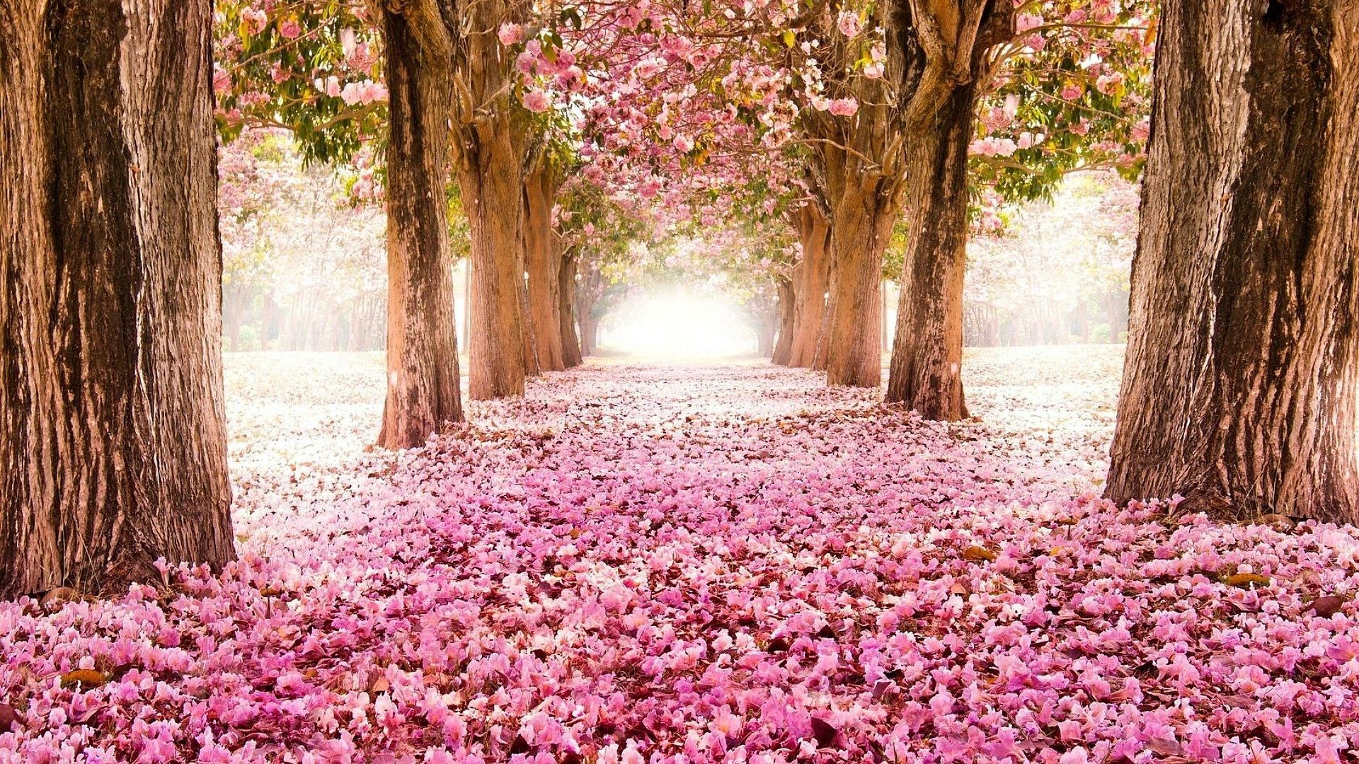 1920x1080 Flowers - Blossoming Cherry Blossoms Nature Trees Tree Rows Flower Desktop  Themes Download for HD 16