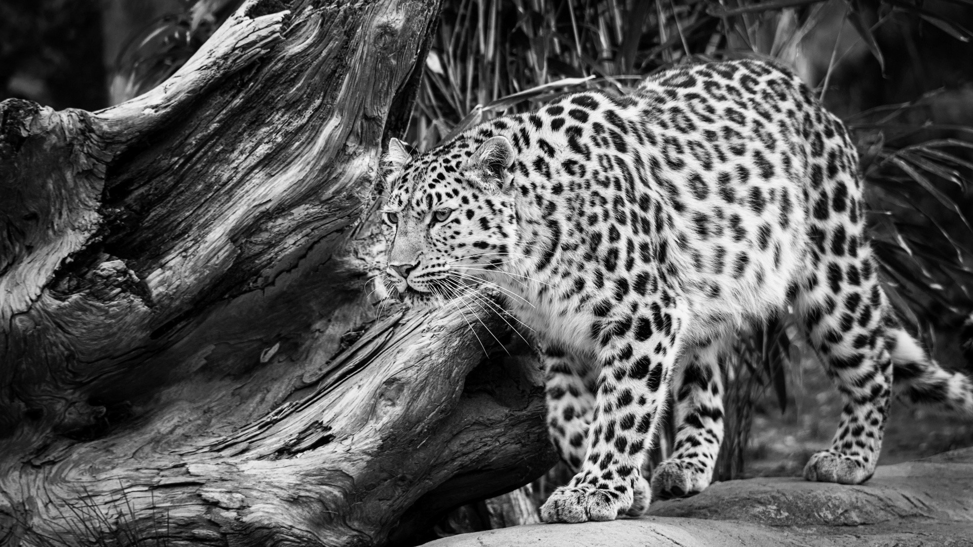 1920x1080 Black And White Wild Leopard