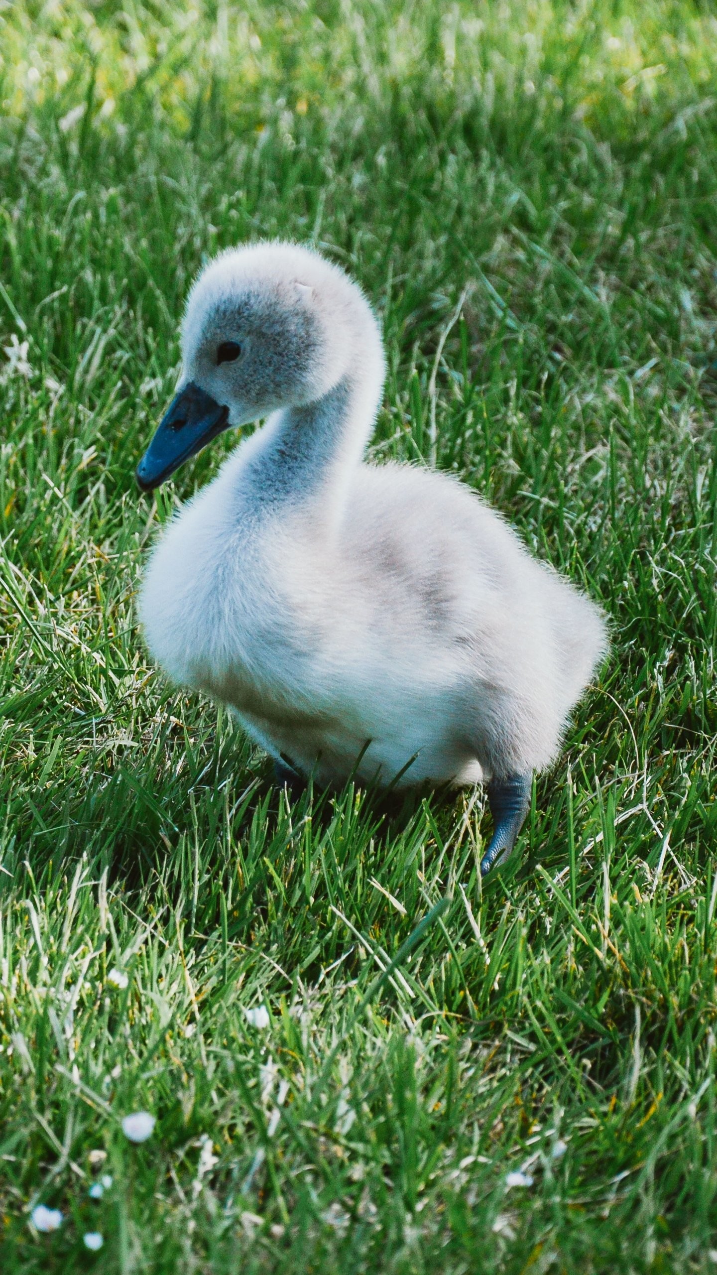 1440x2560 Baby Swan (Cygnet)