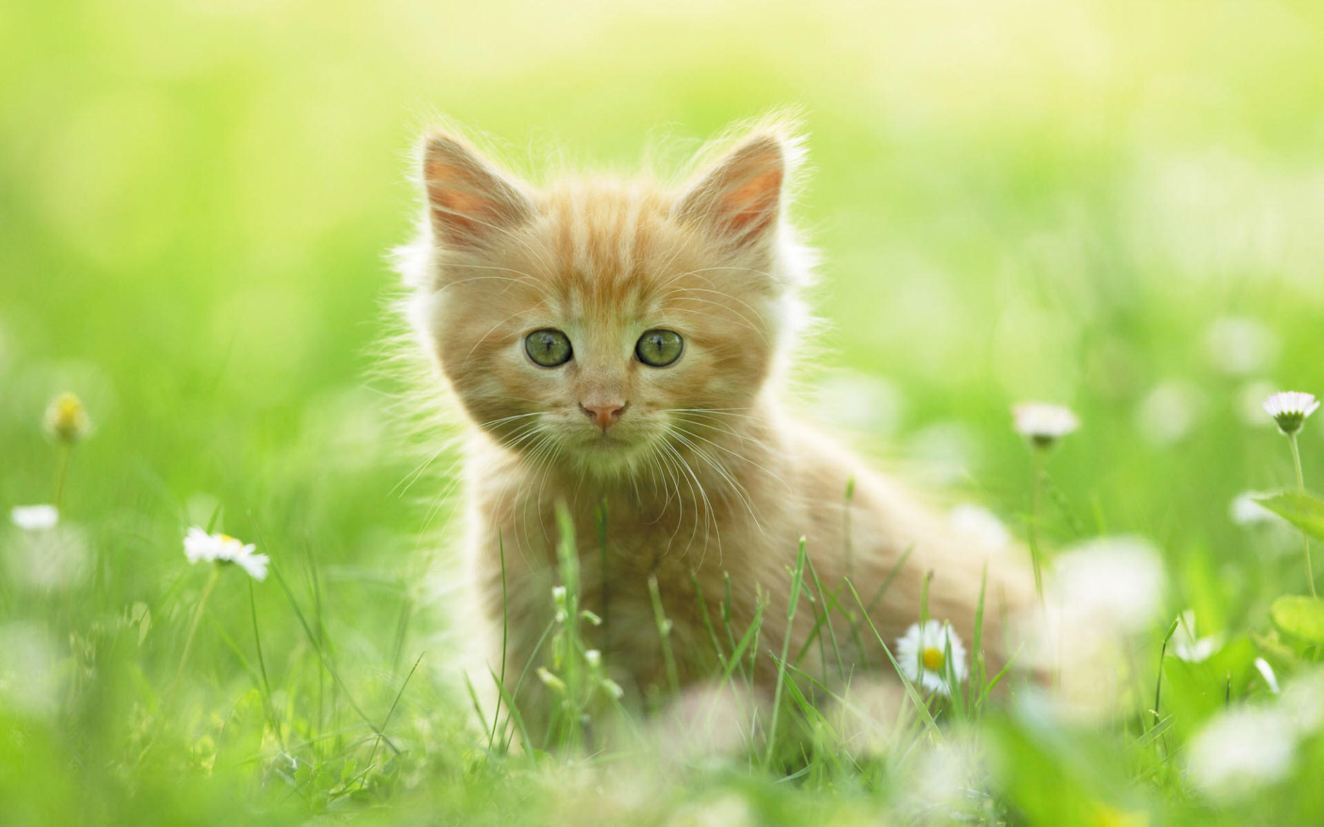 1920x1200 ... Very Cute Kitten Wallpaper Funny Cat Dog Pictures | HD Wallpapers .