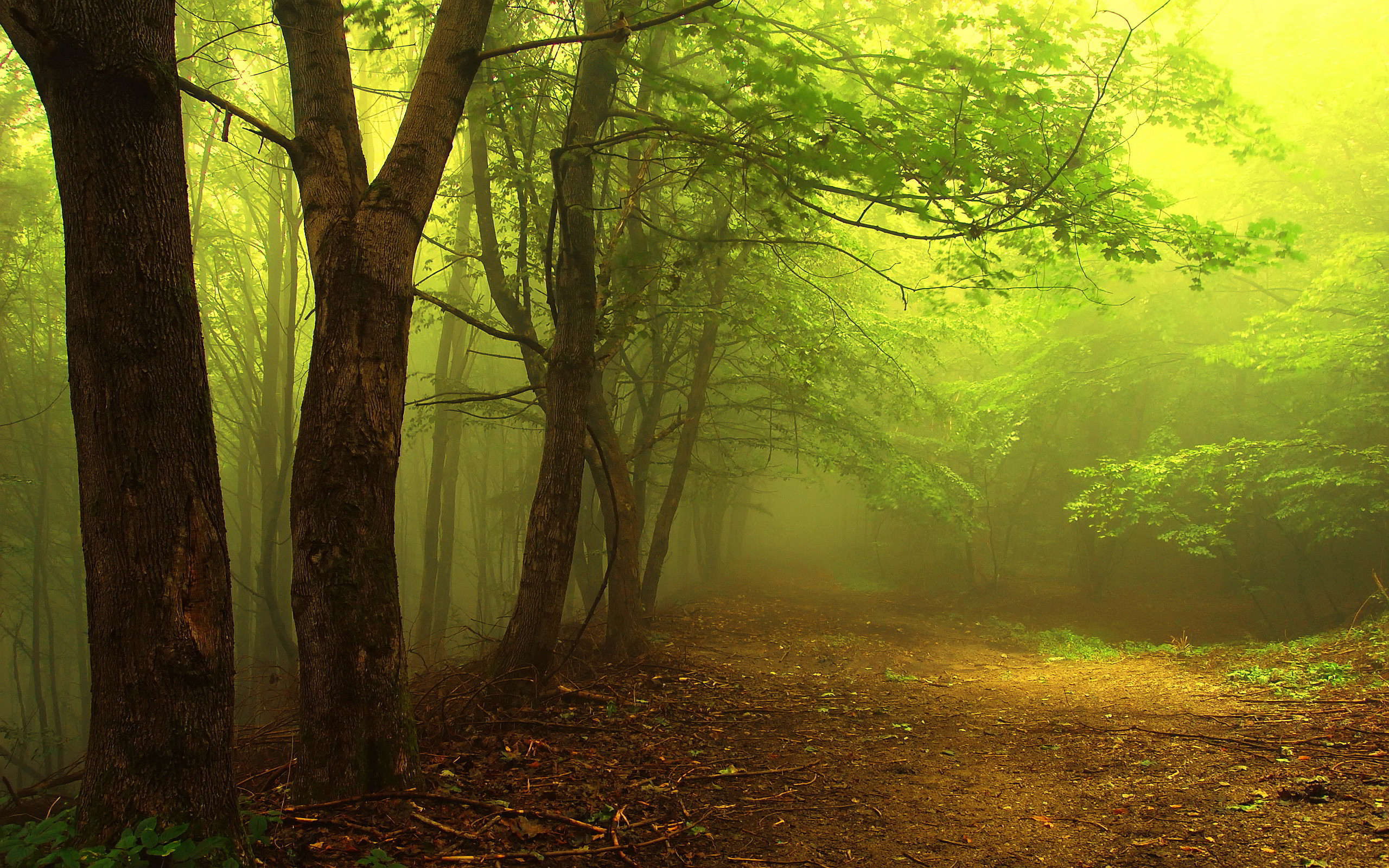 2560x1600 Mystical Forest Fog