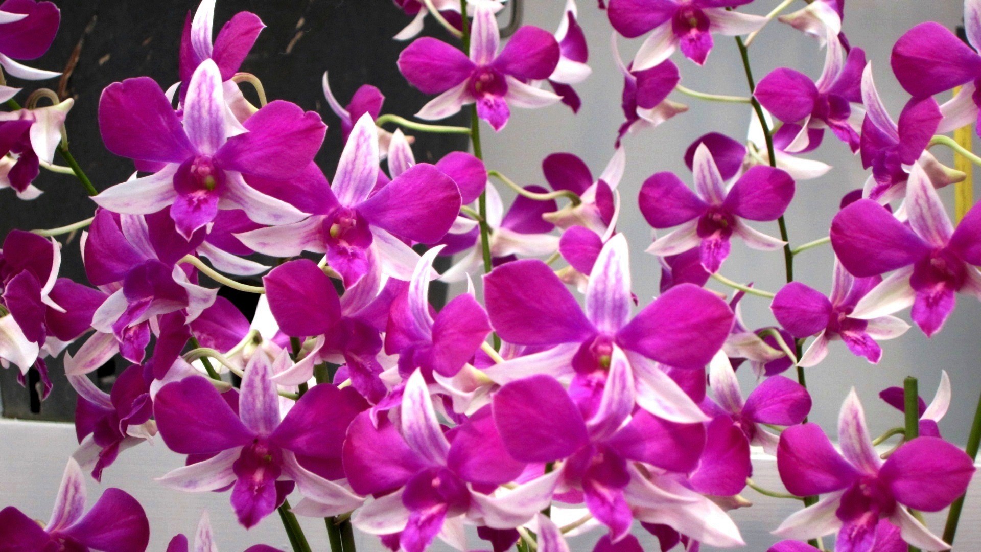 1920x1080 Orchids Pretty Pink Bright Beautiful Wallpapers Flowers Spring - 