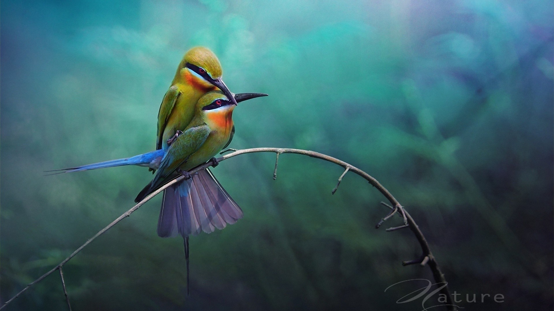 1920x1080 ... individuals to upload images to an Internet website to share them with  friends. Lovebirds Hd Wallpaper Download Free Desktop Wallpaper Images  Regarding ...