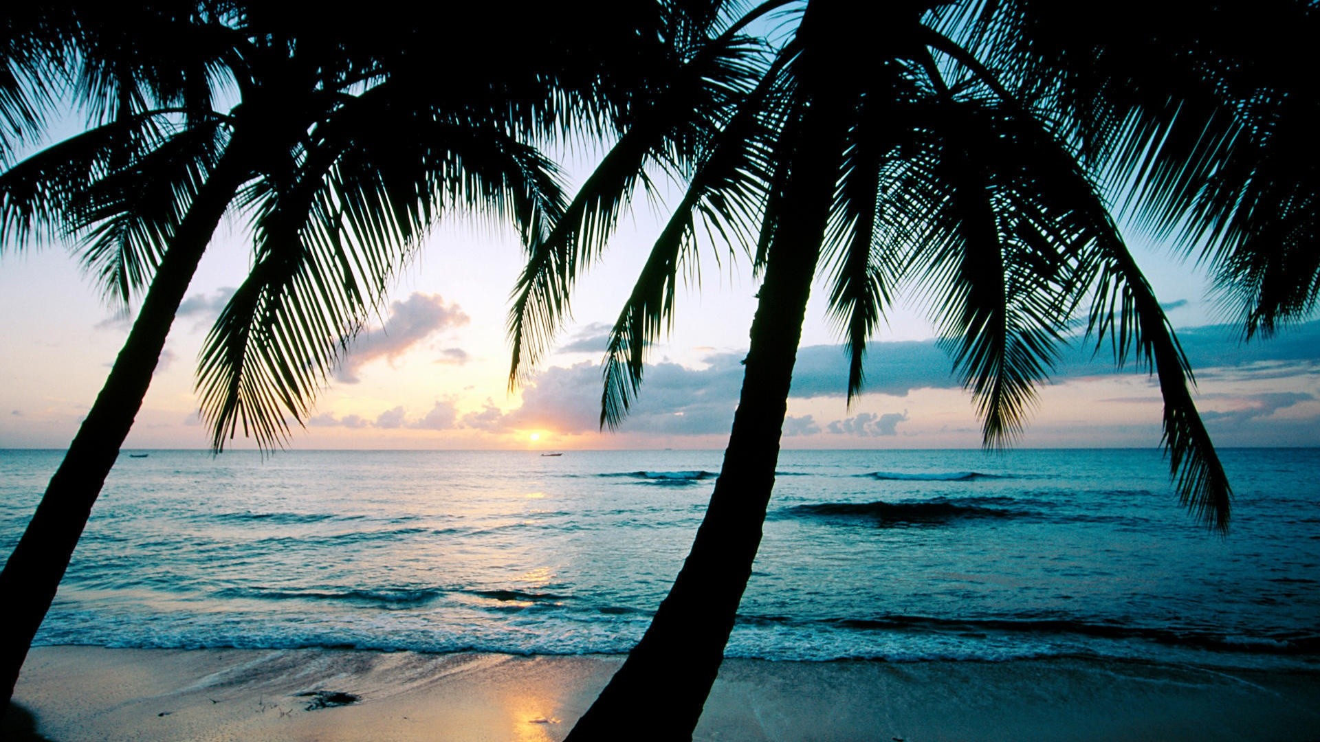 1920x1080 wallpaper.wiki-Images-Beach-Palm-Tree-Pictures-PIC-