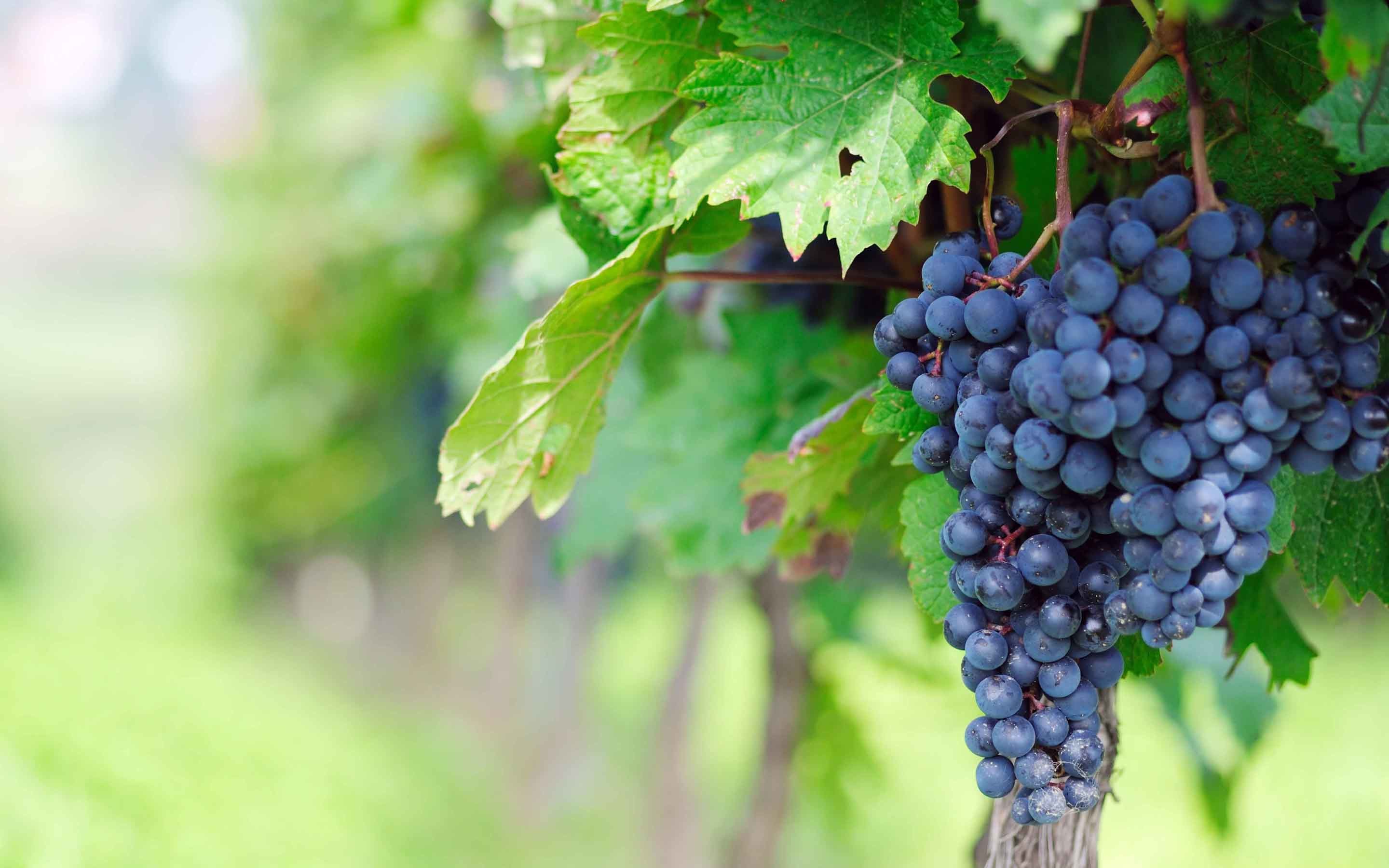 2880x1800 Grapes Bunches HD Wallpaper and Pictures
