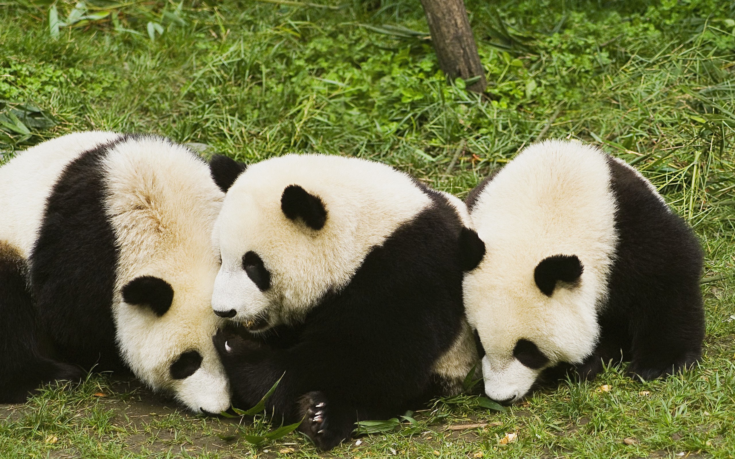 2560x1600 hd cute panda photos tumblr