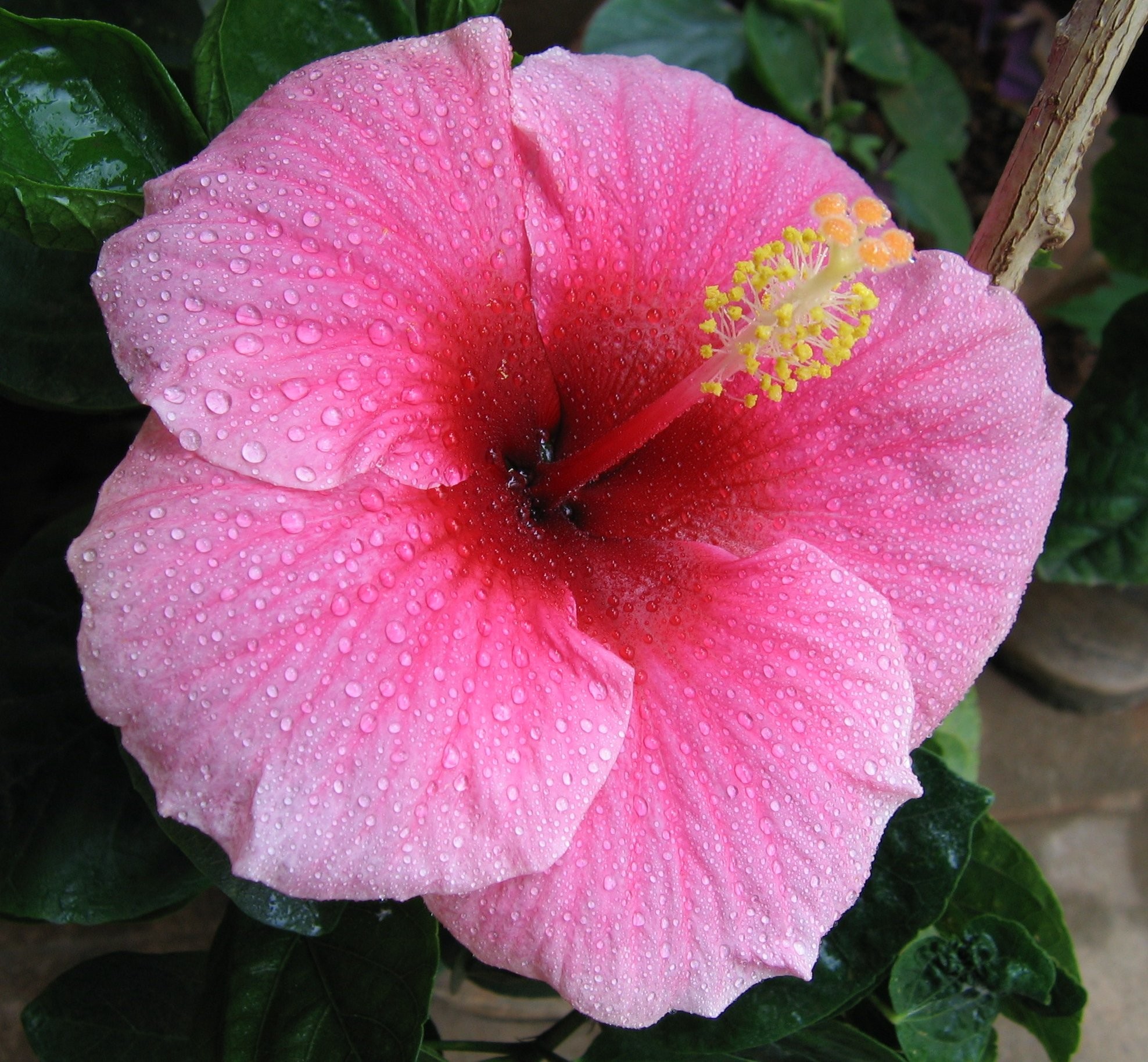 1976x1828 A pink colour hibiscus with a fascinating look