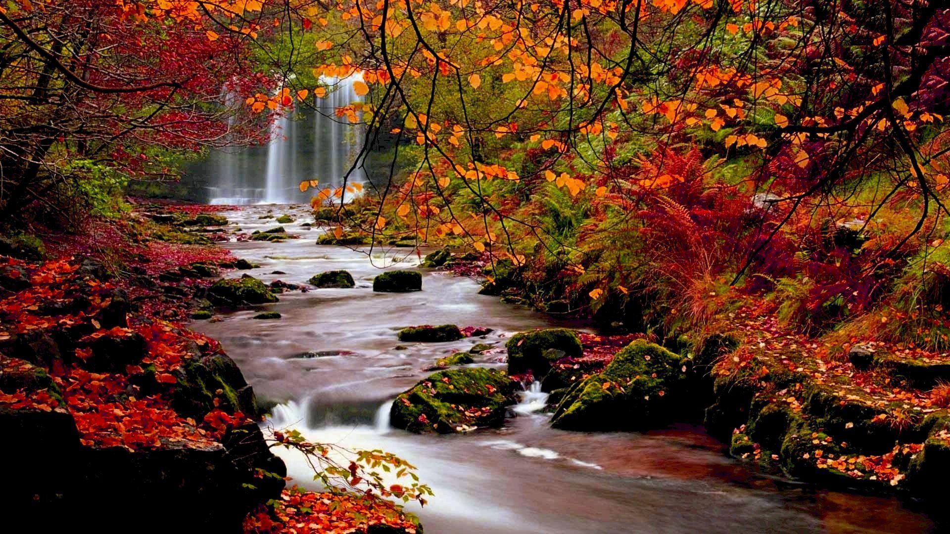 1920x1080 Fall Trees | Autumn Trees Nature Landscape Leaf Leaves Desktop Background  Images…