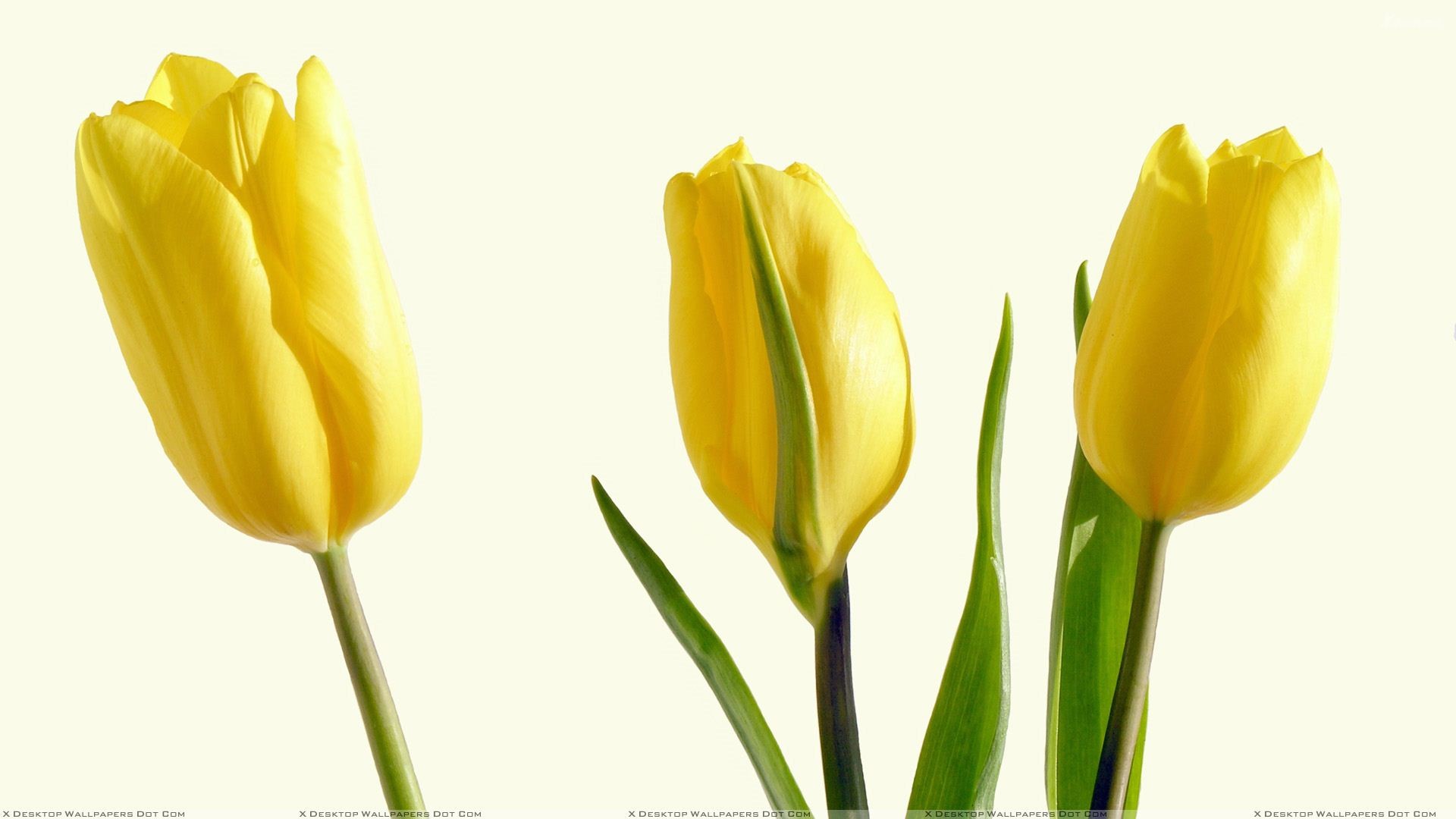 1920x1080 Yellow Tulips HD Wallpaper