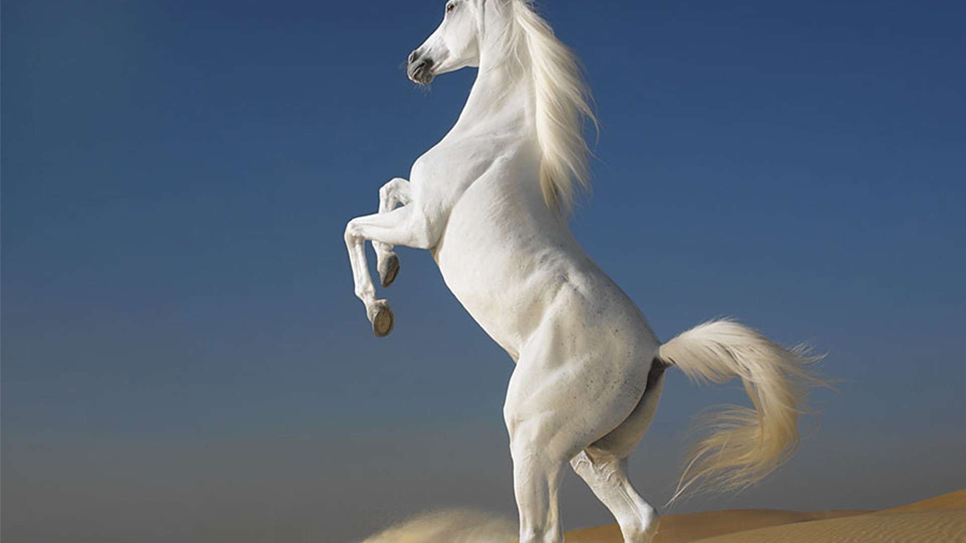 1920x1080 Arabian Horse