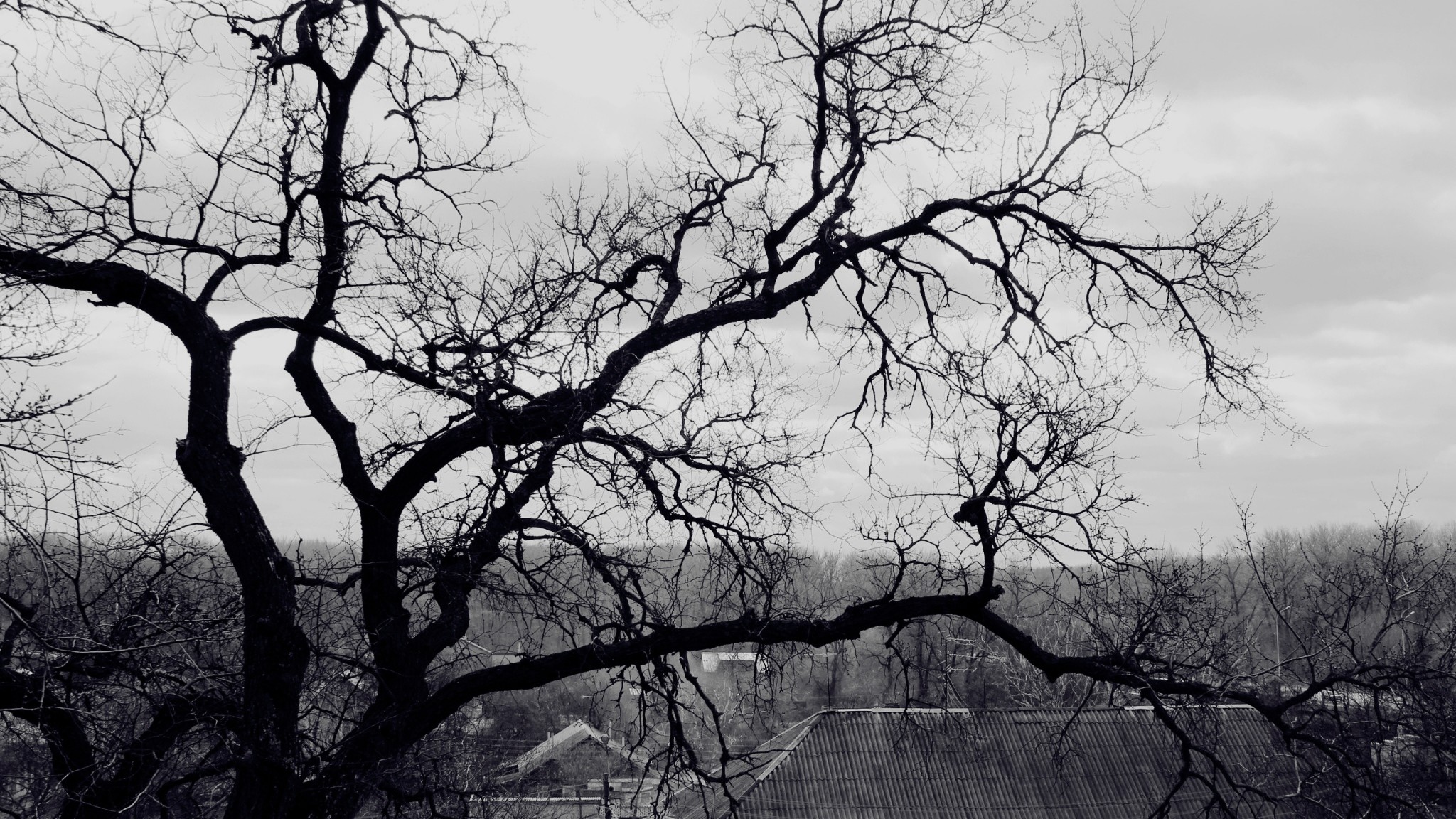 2048x1152 tree wallpapers hd branches black and white roof terribly gloomy