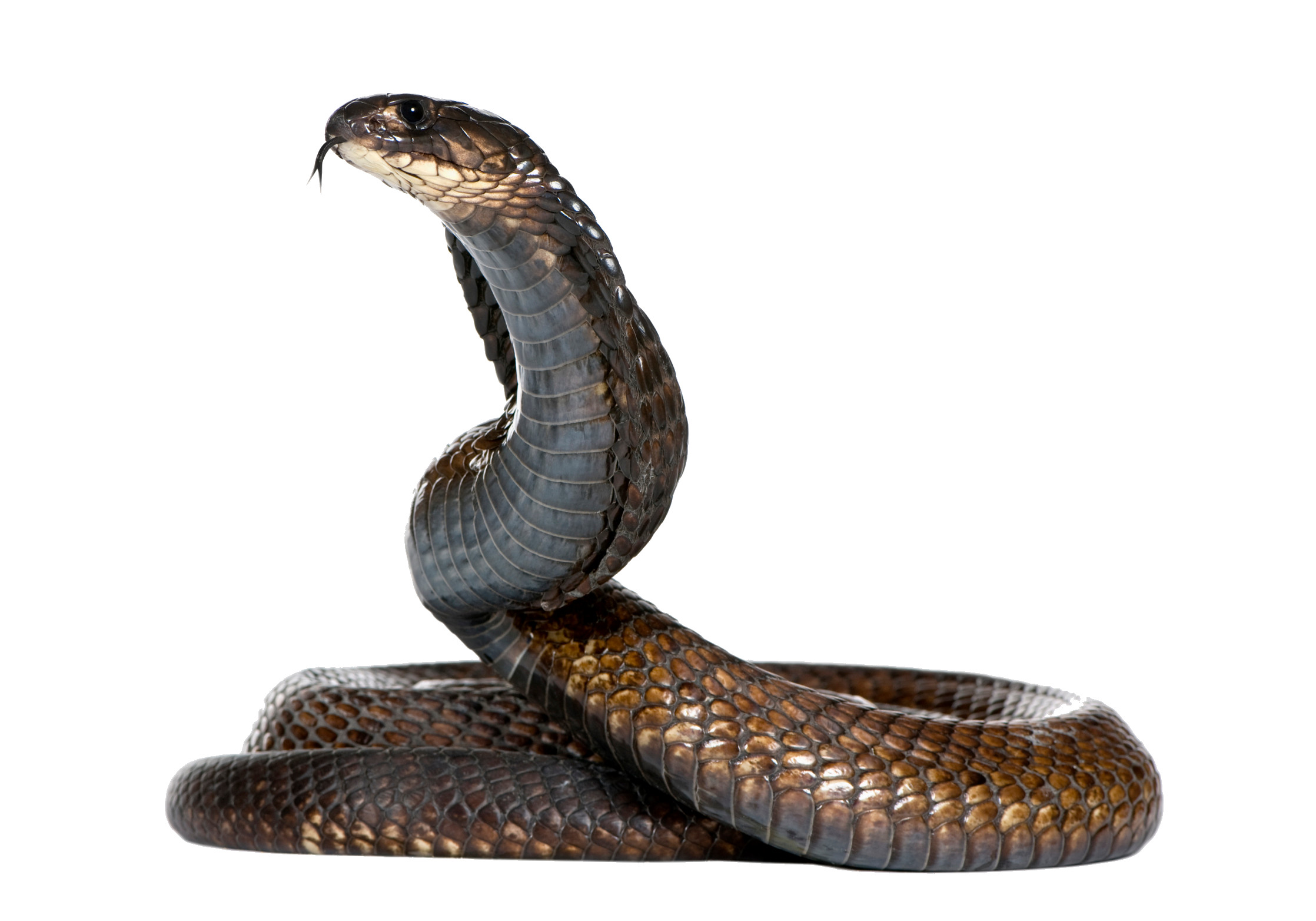 2236x1564 Cobra snake PNG image