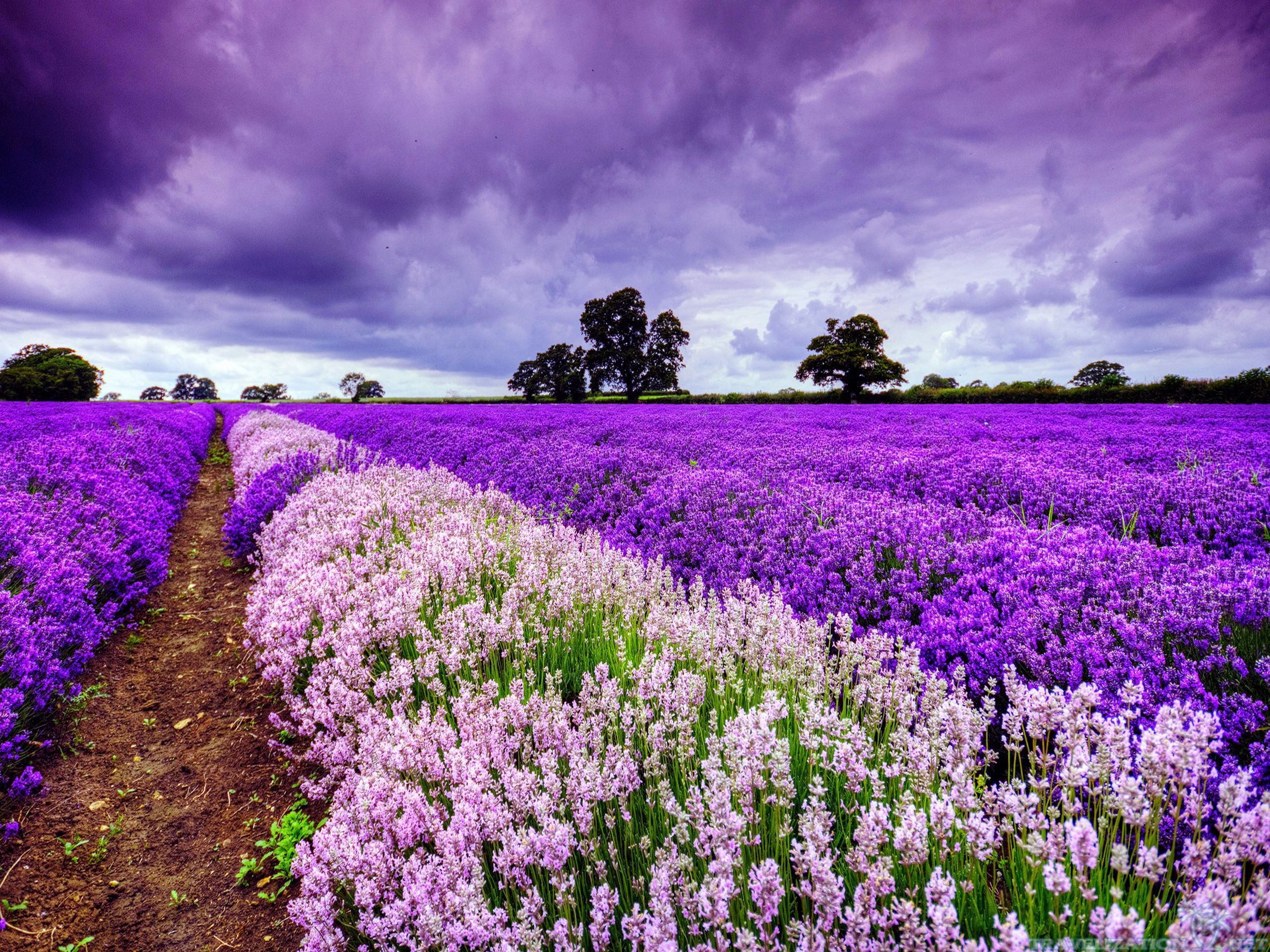 2560x1920 Blooming field in Provence France wallpapers and images wallpapers 