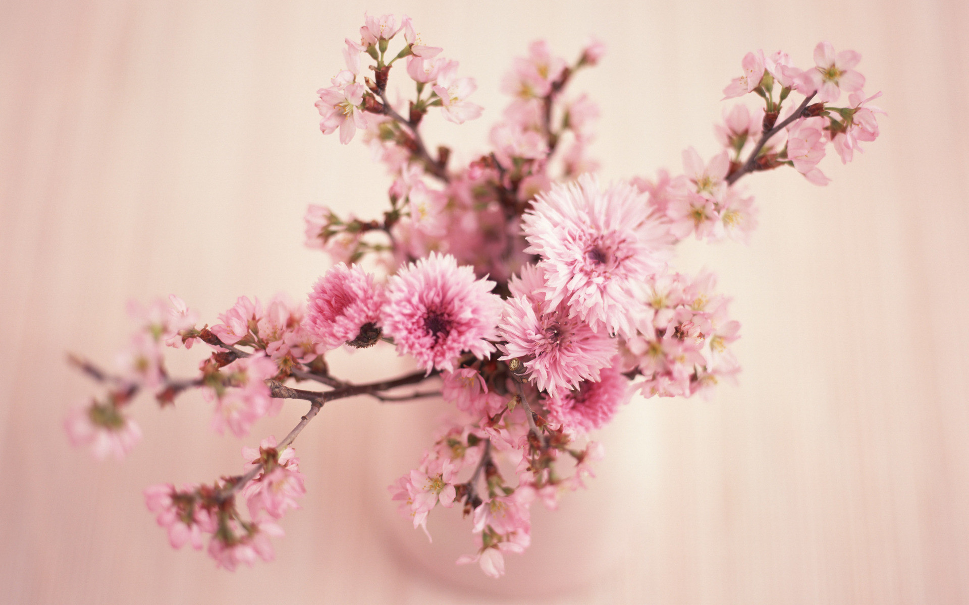 1920x1200 Pink Flowers Retro Wallpaper Coral Wallpaper with  Resolution