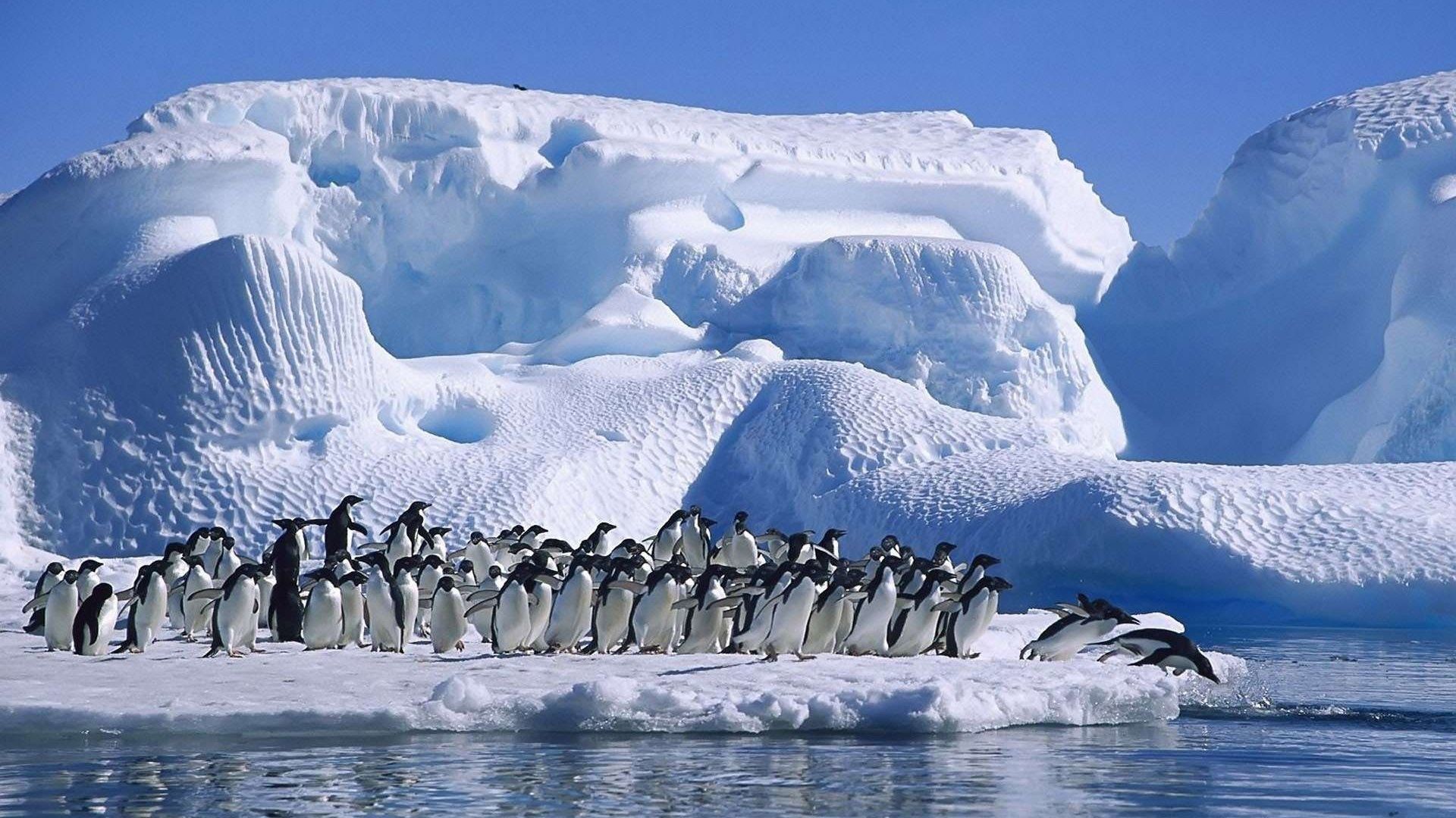 1920x1080 Adelie Penguins Antarctic Coast HD Wallpaper