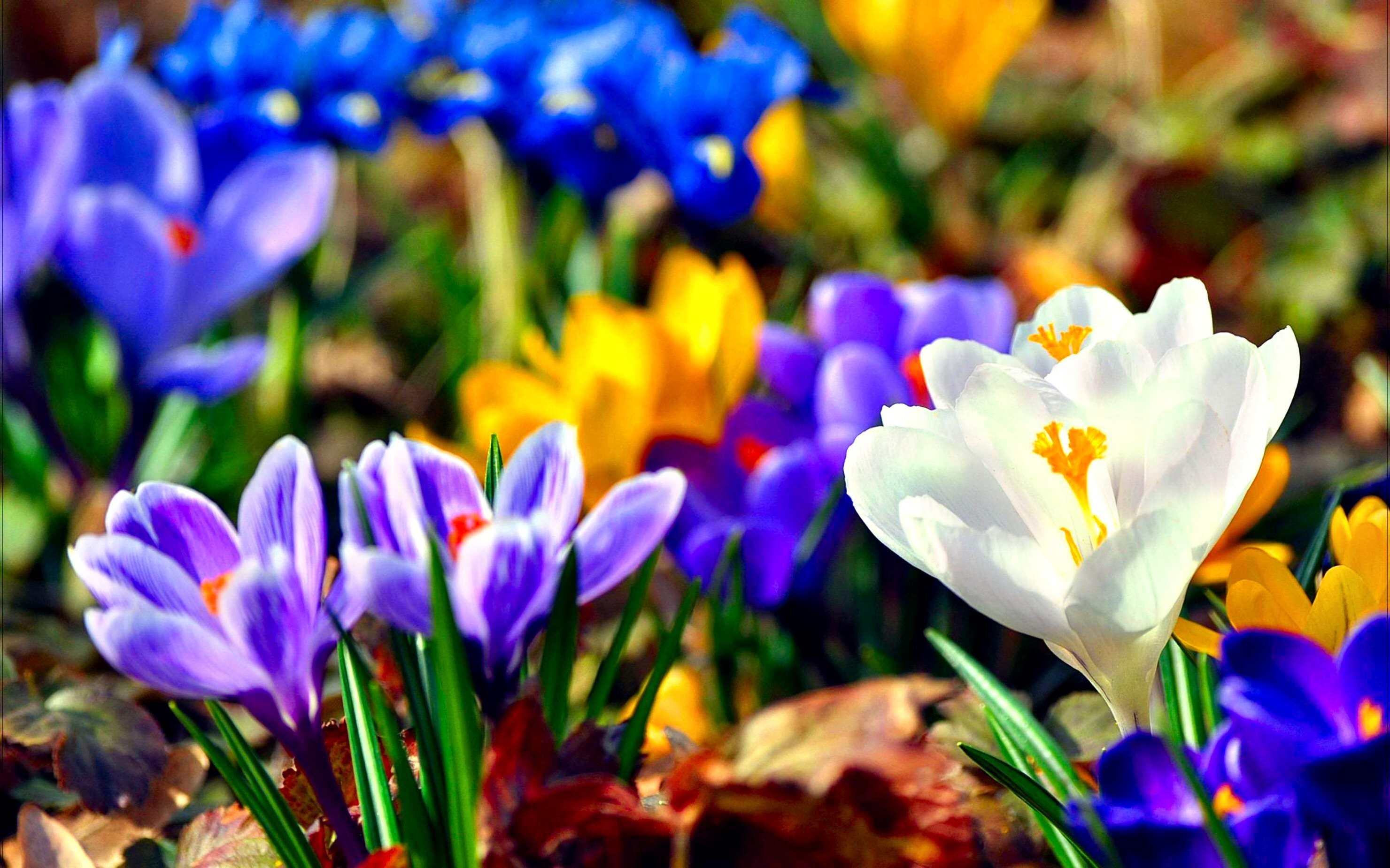 2960x1850 Blue Flower Colorful Pastel Spring Â· HD Wallpaper | Background ID:333190