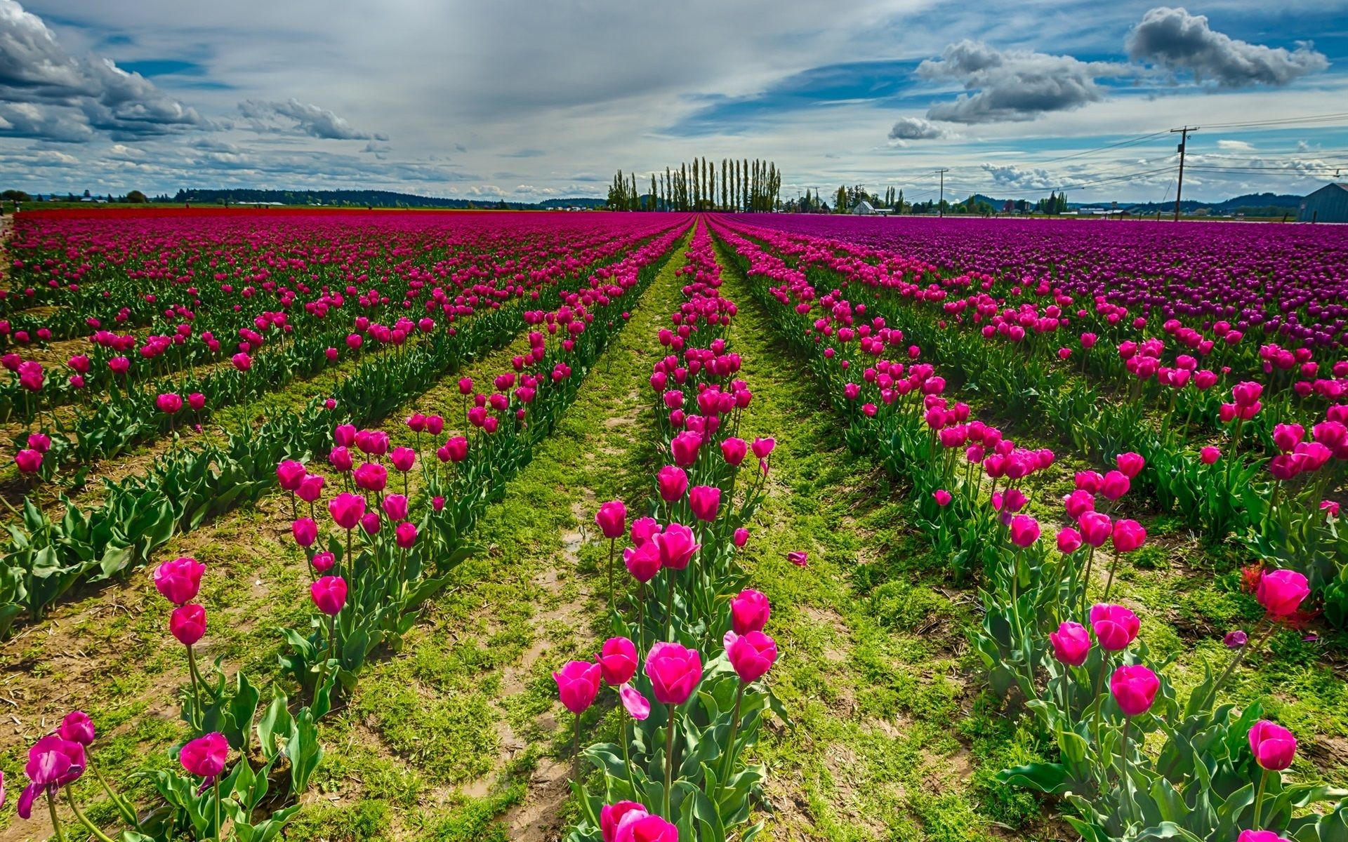 1920x1200 Red Tulip Flower Field Wallpaper for desktop and mobile in high resolution  download. We have