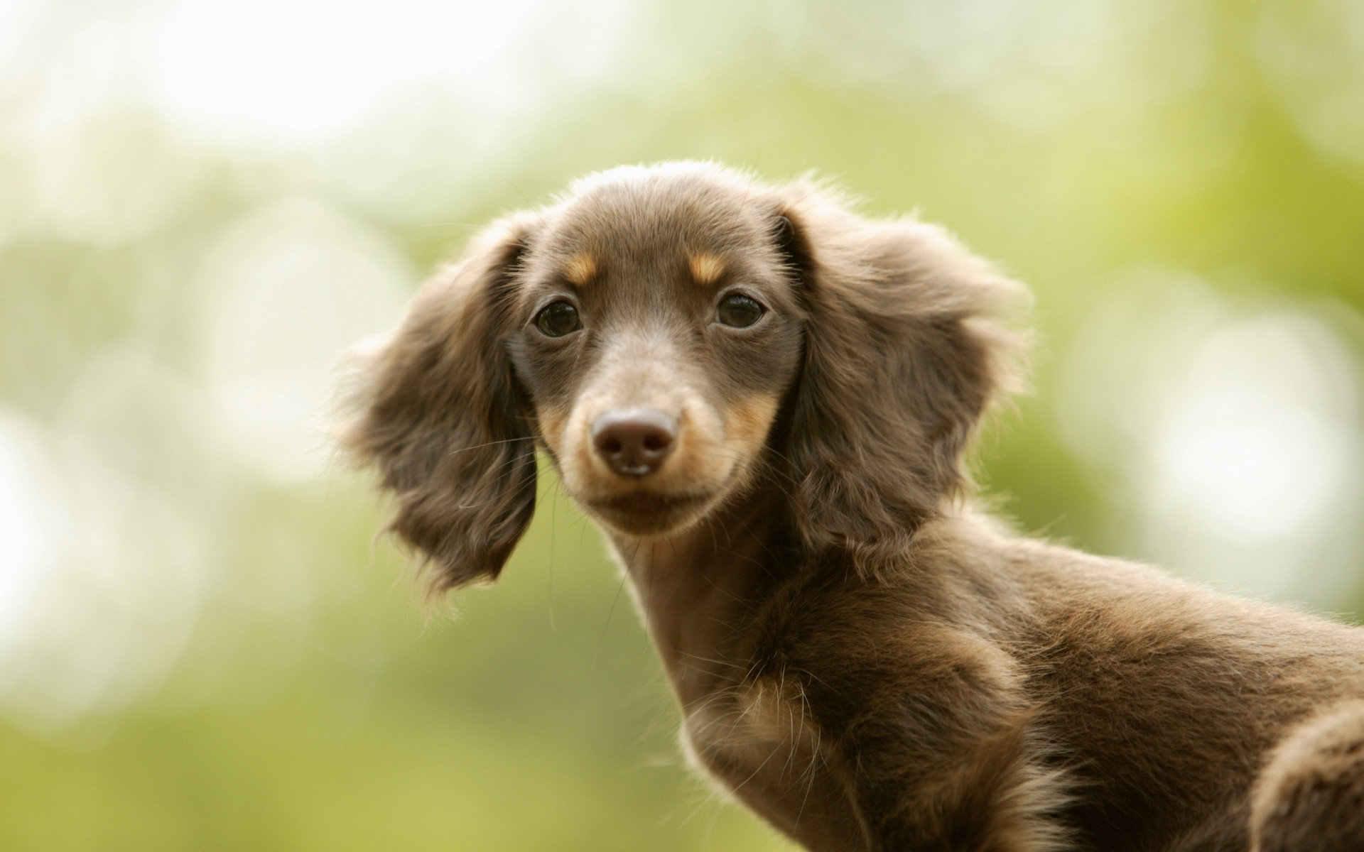 1920x1200 Puppy, Miniature Dachshund, Animal, Companion Dog, Dog Breed Wallpaper in   Resolution