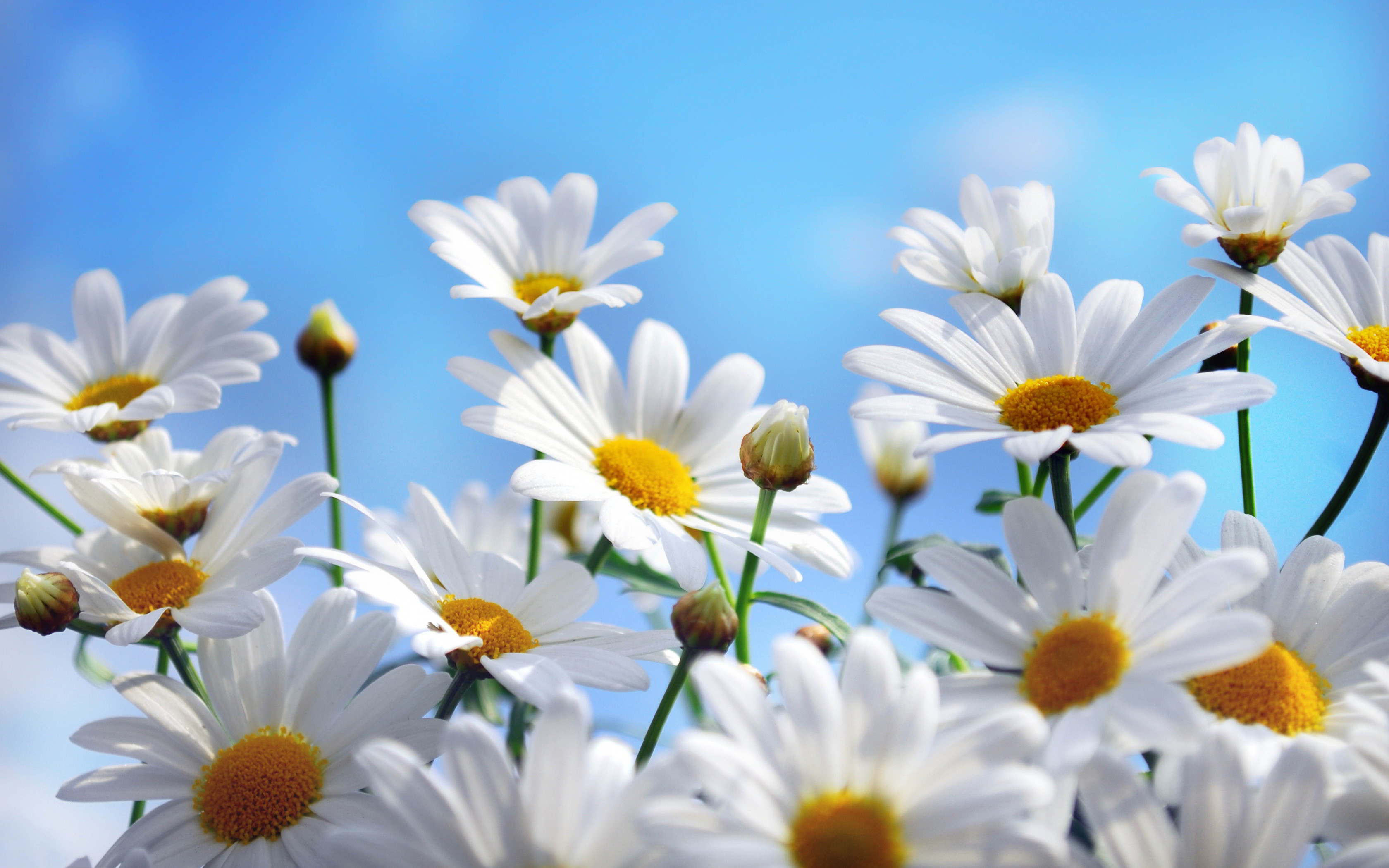 3360x2100 Lovely Daisy Flowers Wallpapers Free Download