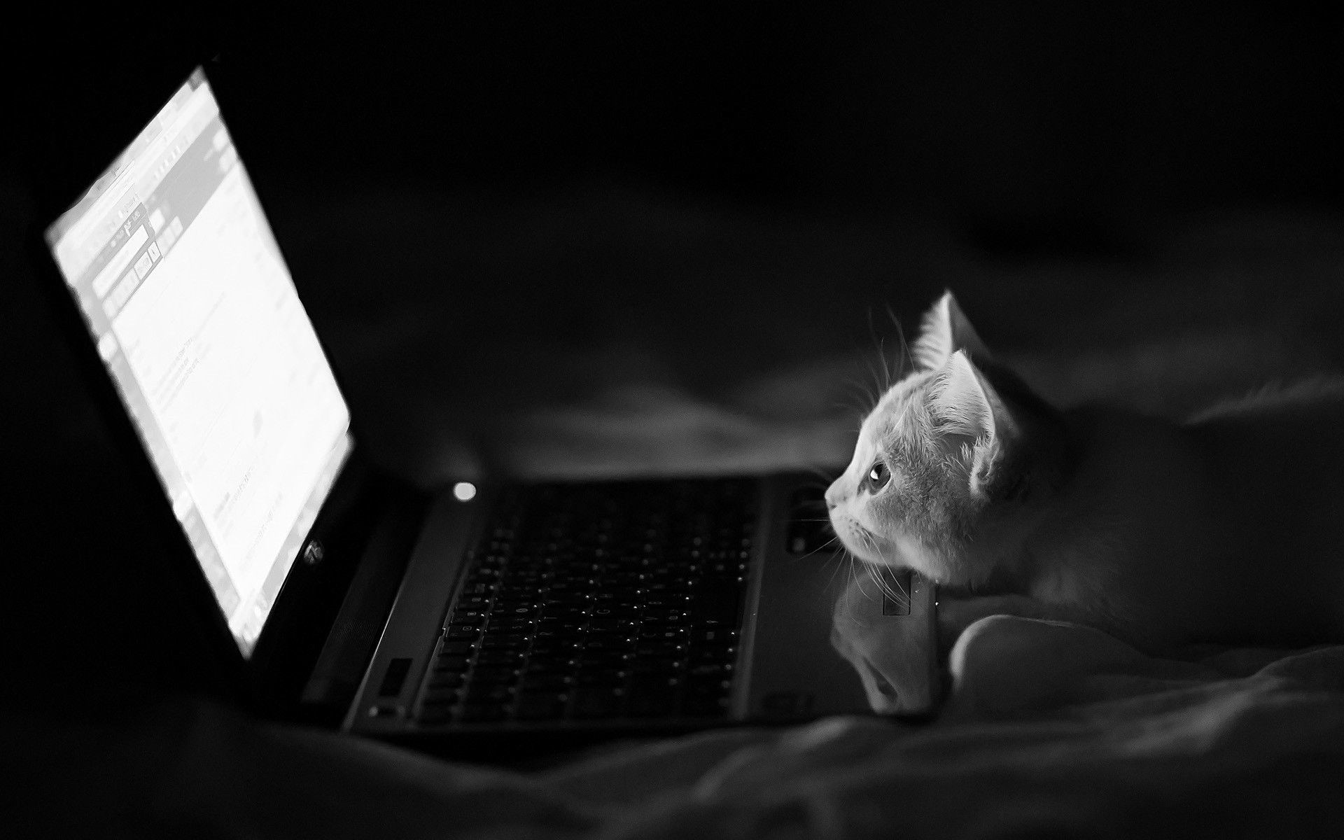 1920x1200 black and white cats funny laptops kittens Gmail funny animals /   Wallpaper
