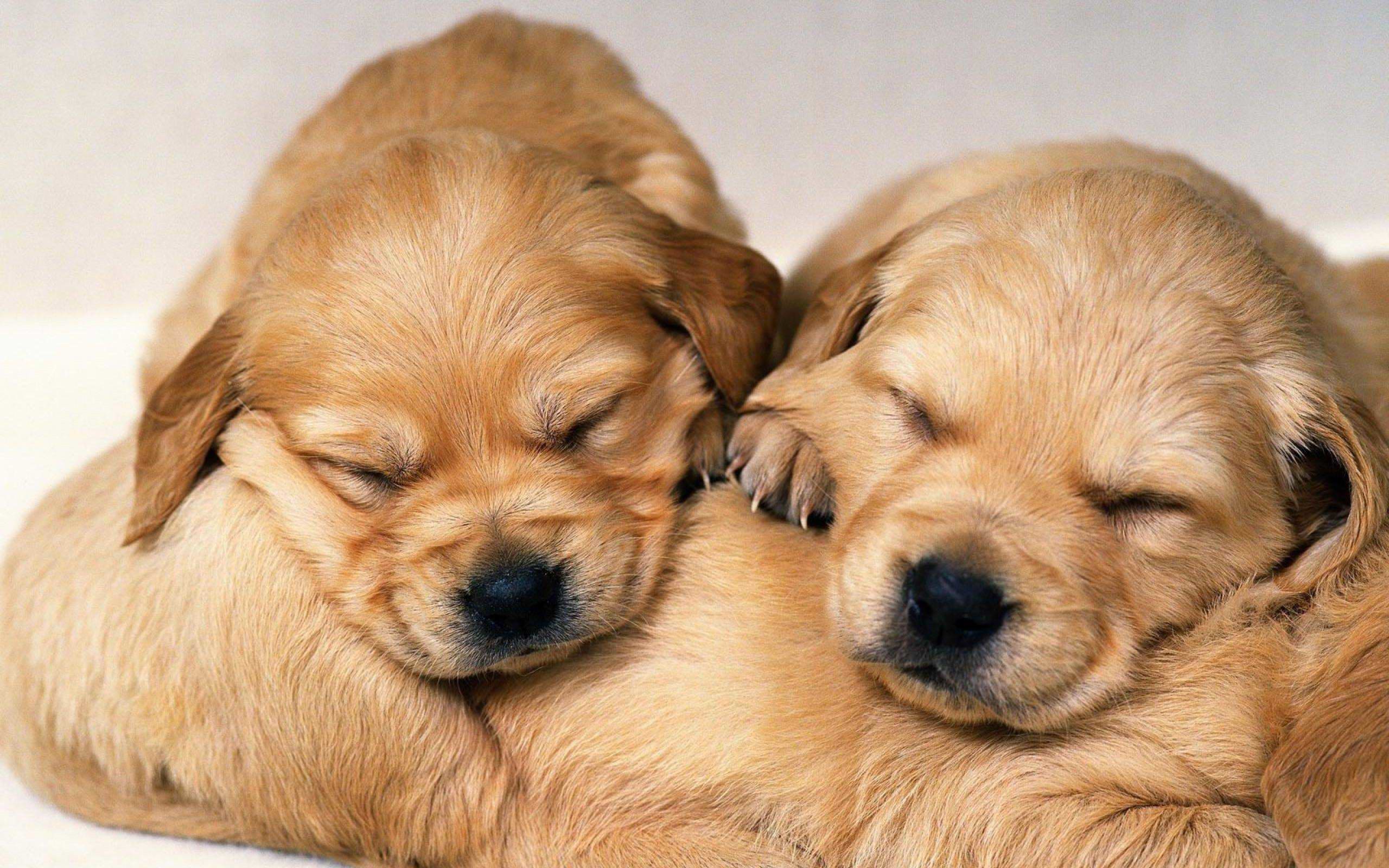 2560x1600 Puppies Wallpapers - Full HD wallpaper search - page 3