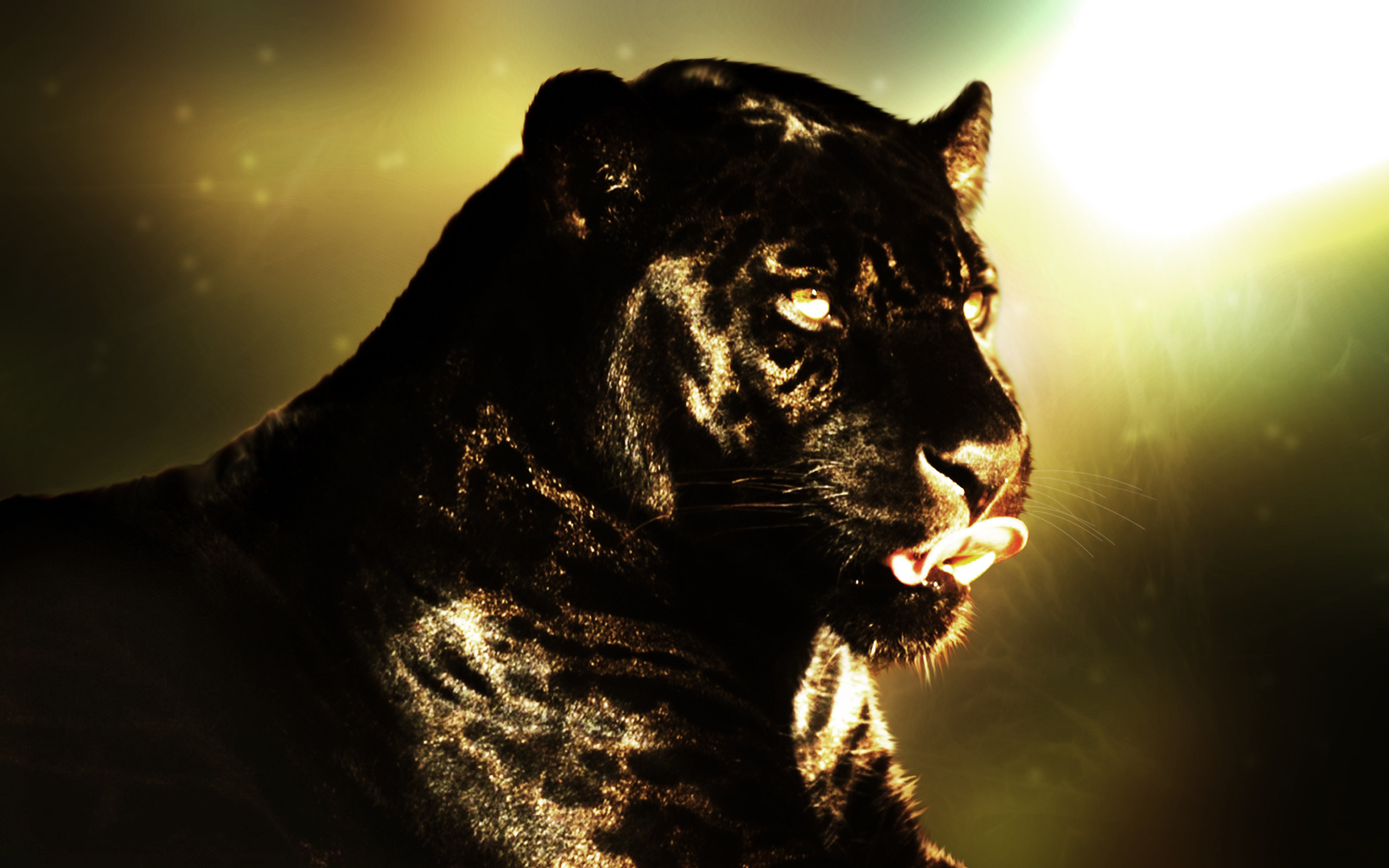 2560x1600 Animal - Black Panther Wallpaper
